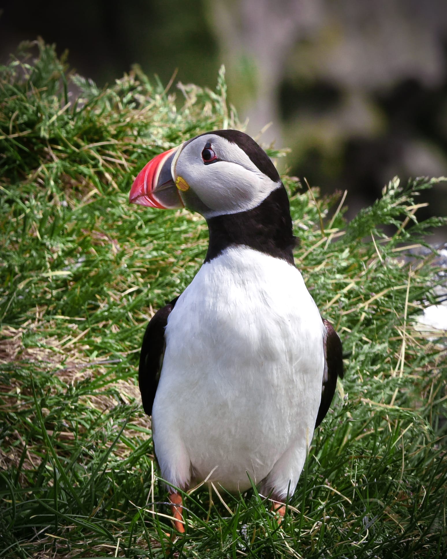 Private Glacier Lagoon, Diamond Beach & South Coast - photo 4