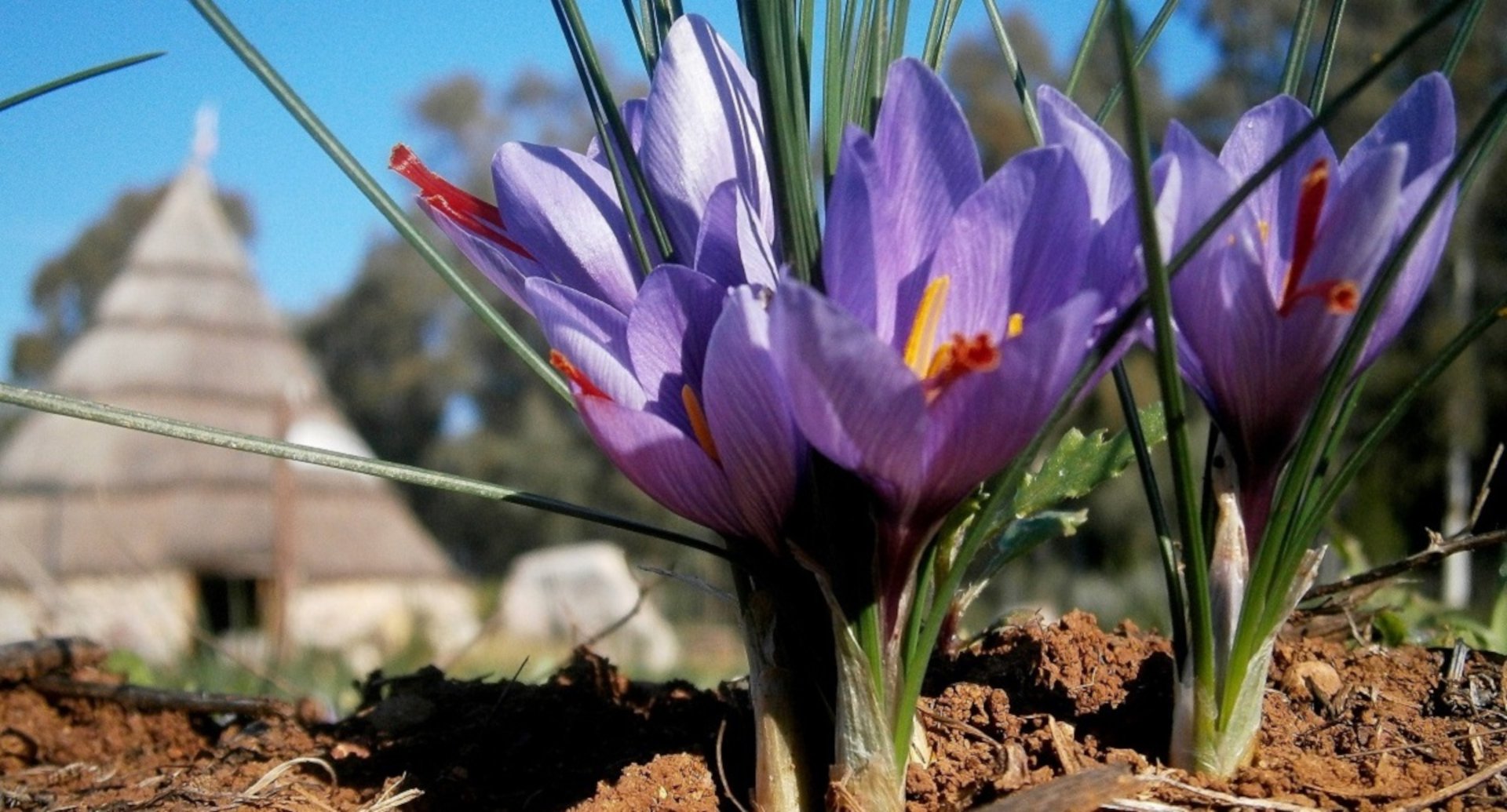 Alghero: saffron workshop with shepherd and tasting in Olmedo - Photo 4