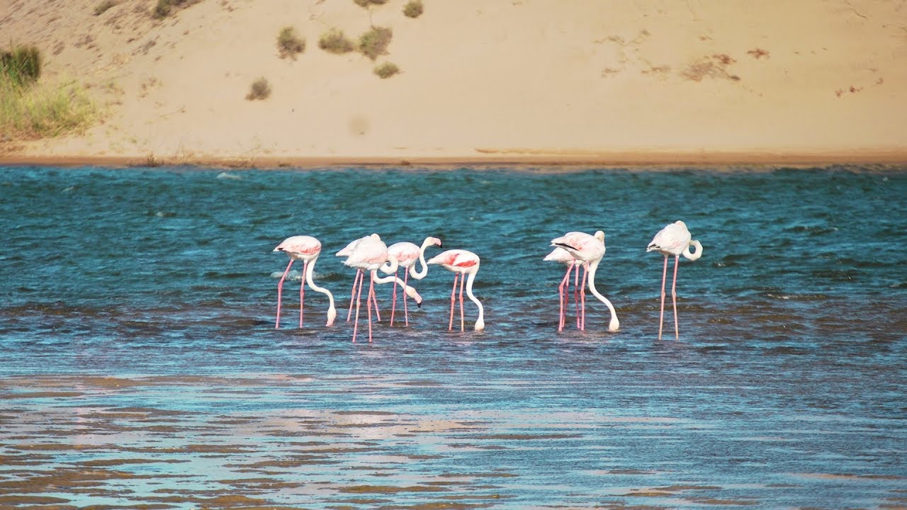 Souss Massa National Park - guided half day tour