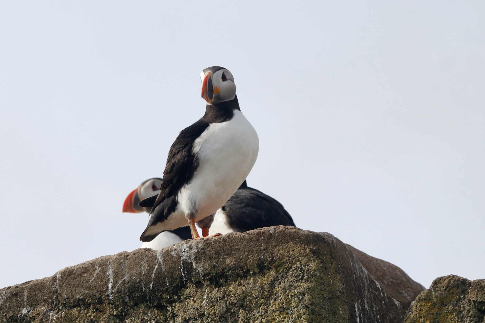 Reykjavík Classic Puffin Watching