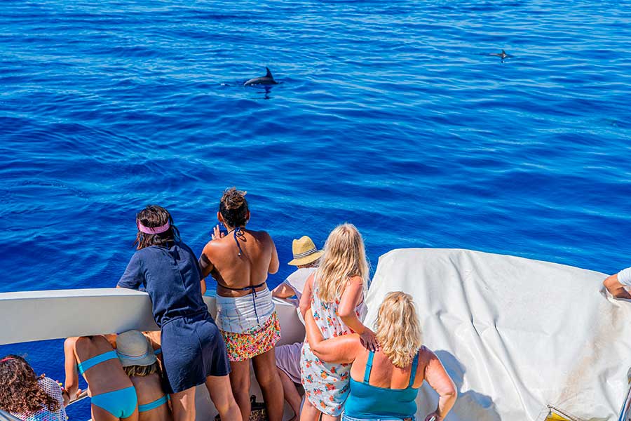 Dolphin watching catamaran cruise from Cala Ferrera