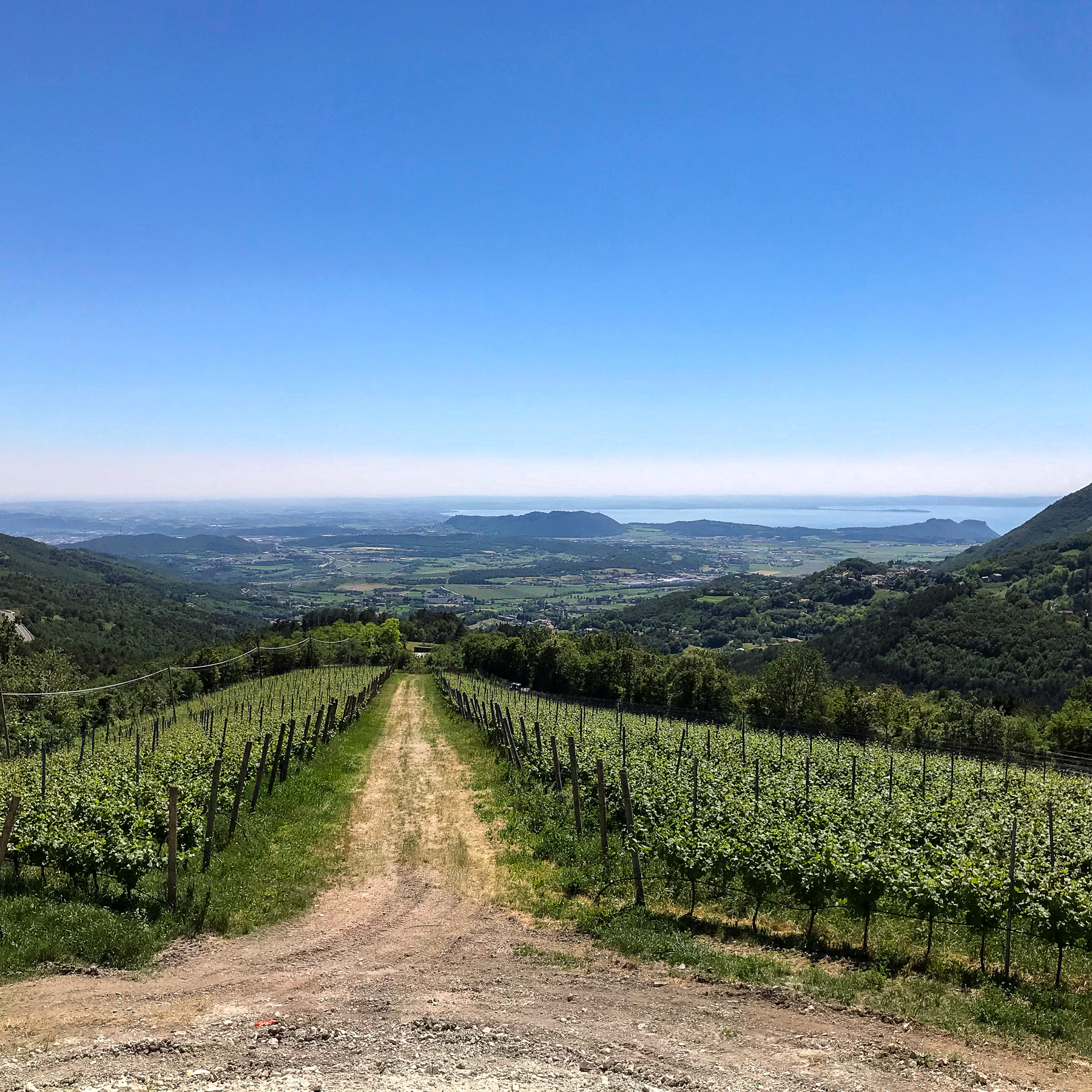 Tasting of Organic Mountains Wines with Vineyard and Cellar Tour - Photo 10