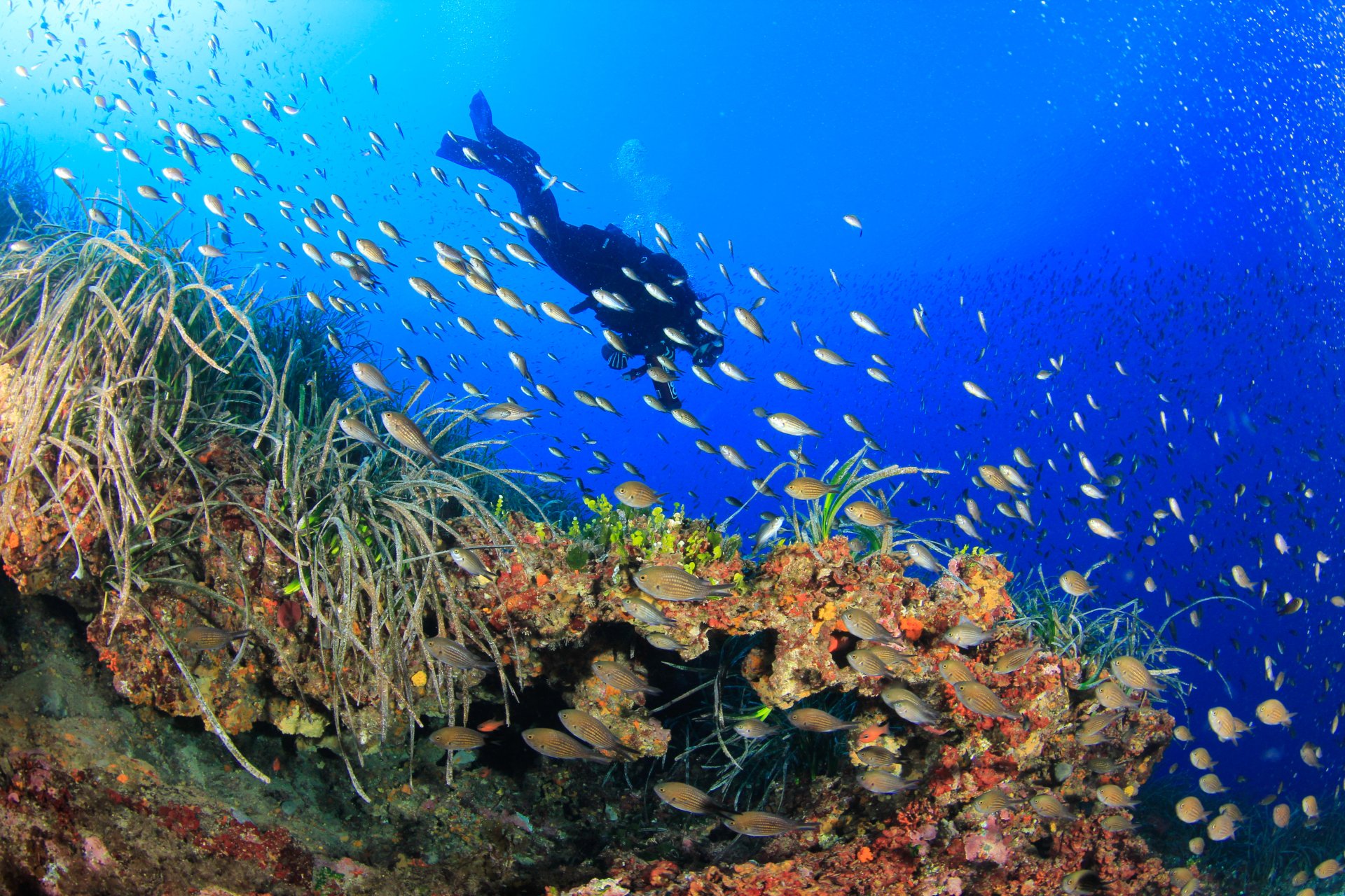 Bosa: diving baptism - Photo 17