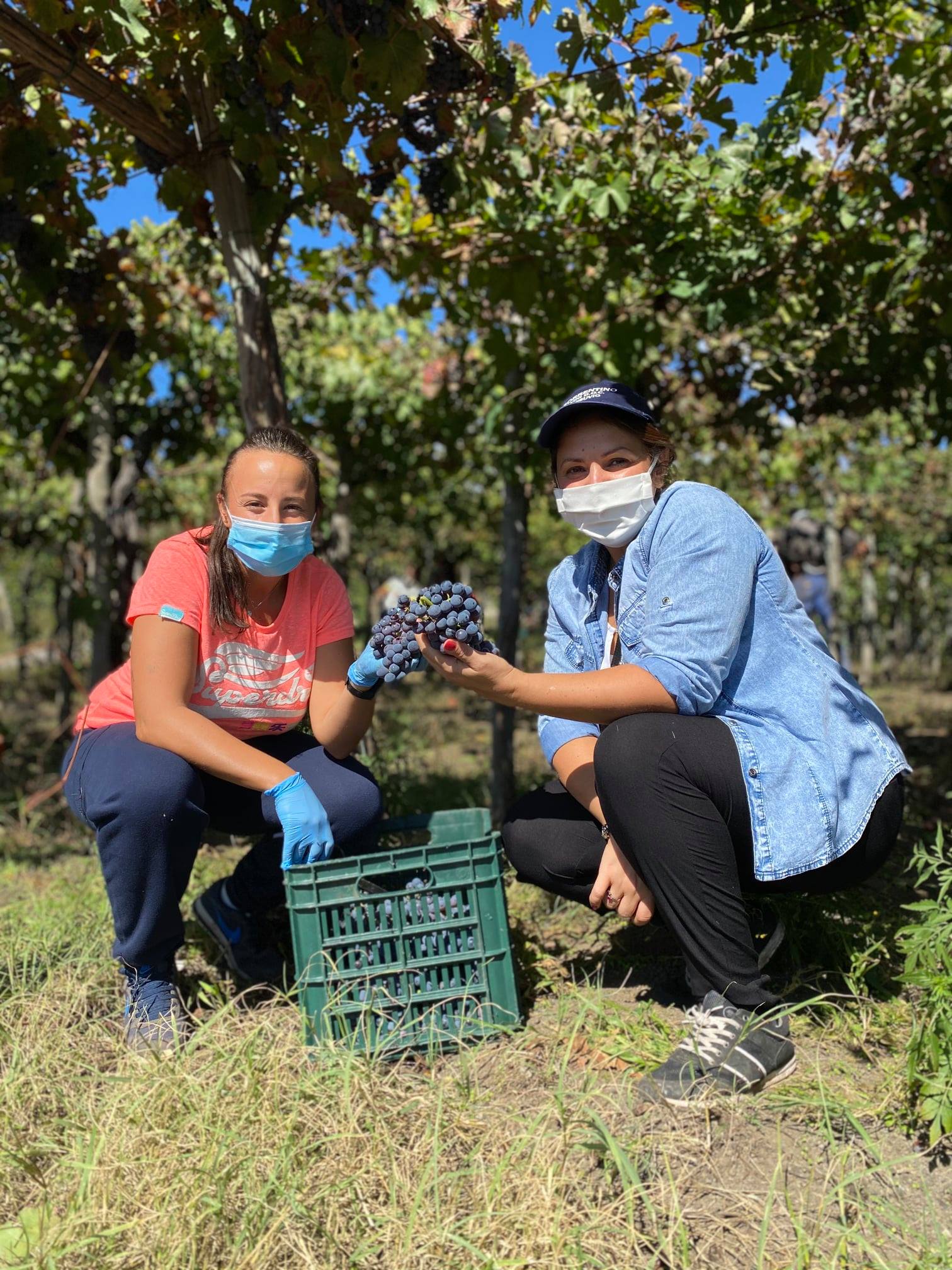 Harvest time: Educational Farm in the Vineyard - Photo 8