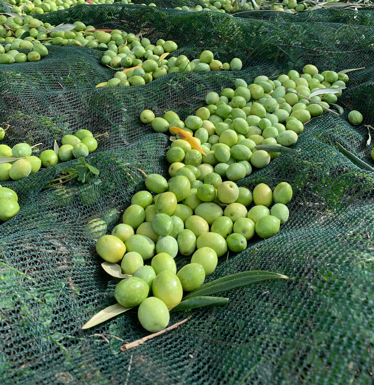 Oristano: visit a farm with oil tasting - Photo 9
