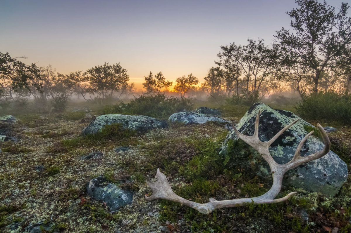 Full day Lapland Tour, with lunch and dinner – Image 1 | WeShare