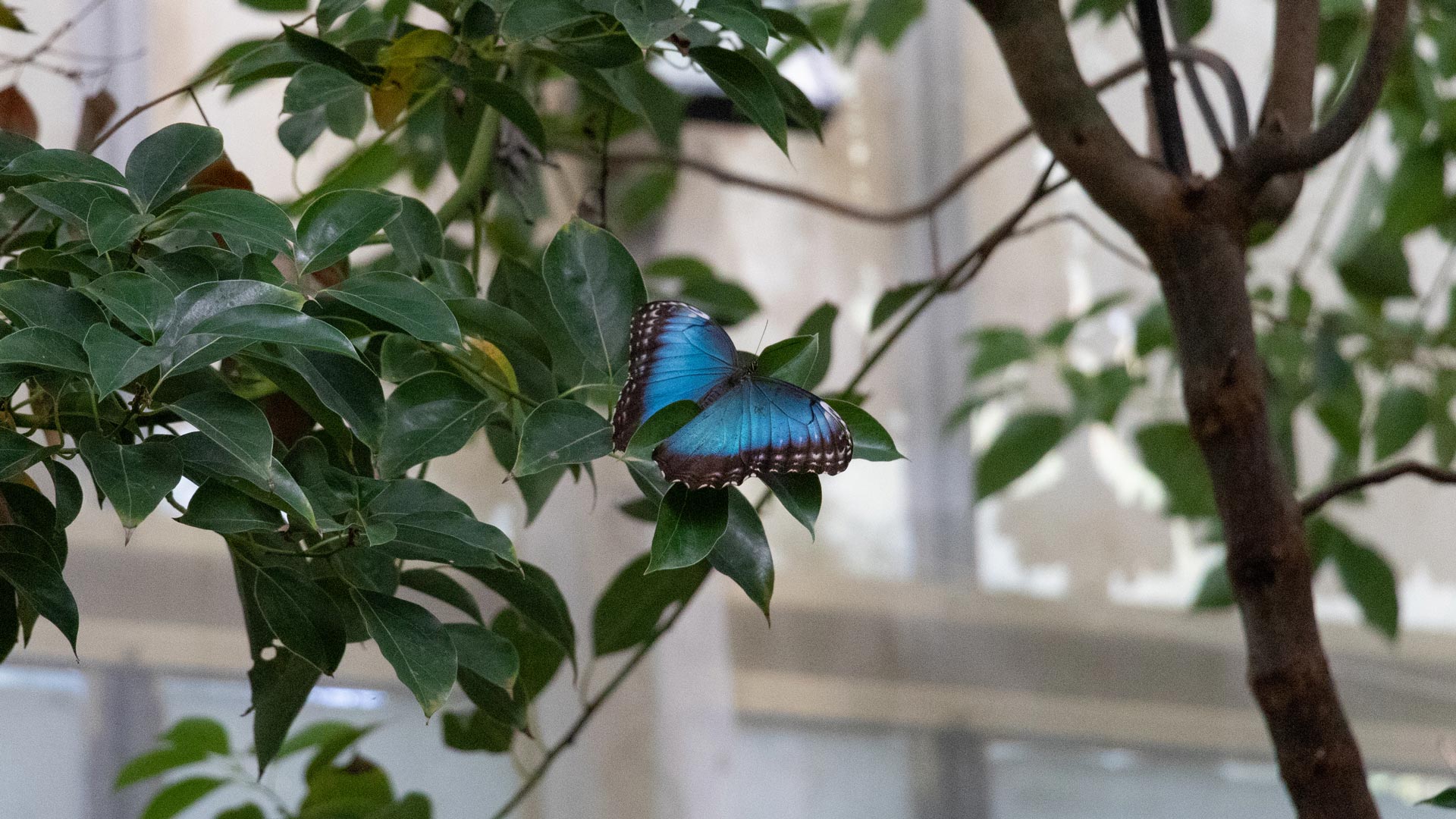 Alghero: visit to the Butterfly House - Photo 21