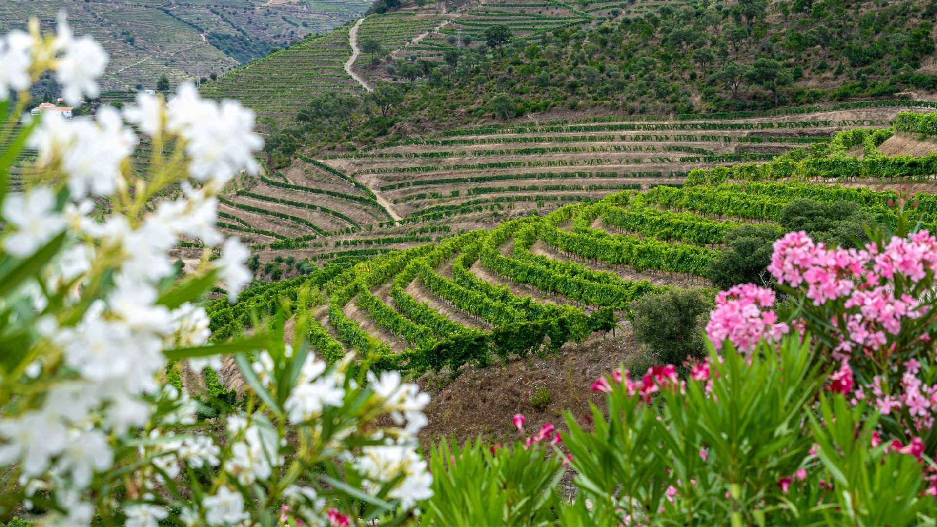 Douro Valley Small Group Tour with Wine Tastings, Lunch and River Cruise  - Photo 32