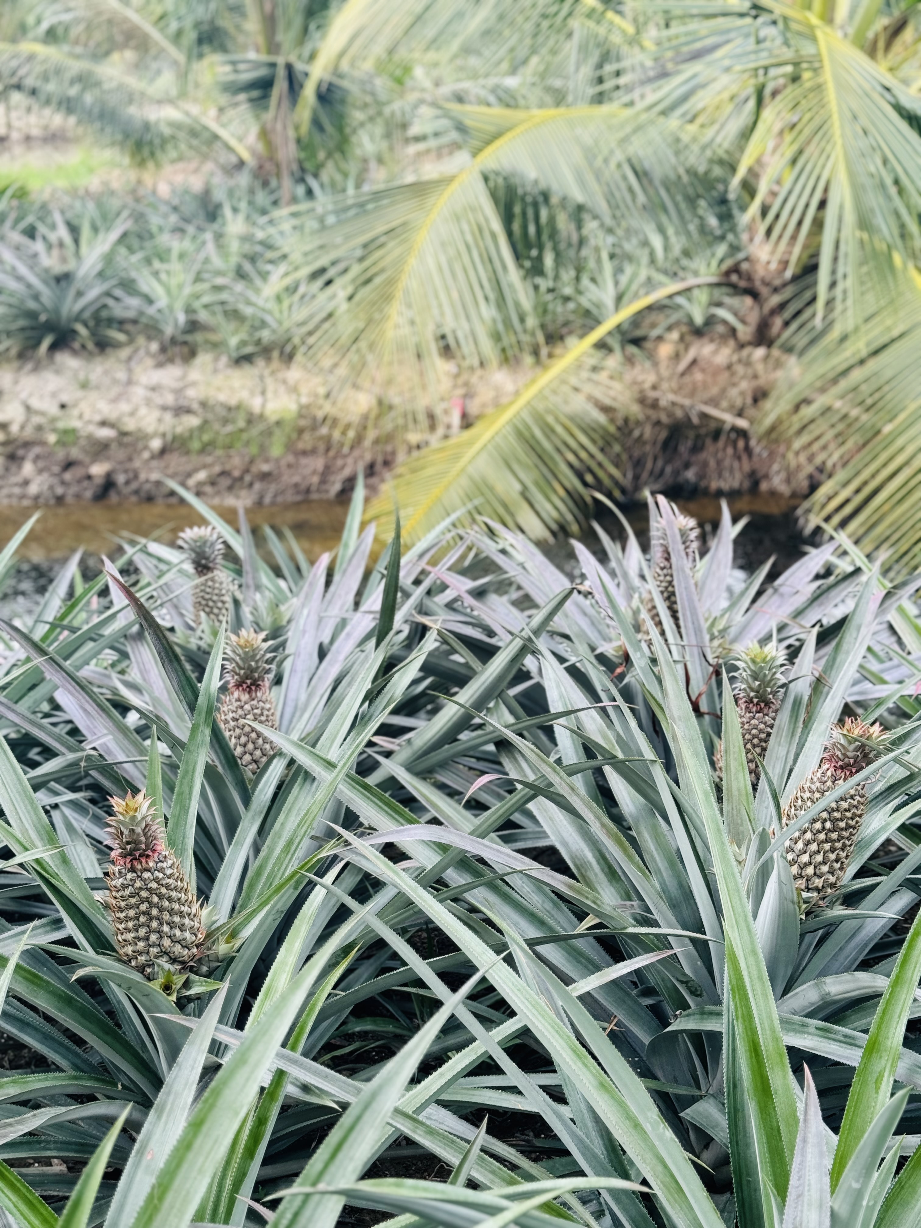 Explore U Minh Thuong Forest and The Bike trip In Pineapple Villages