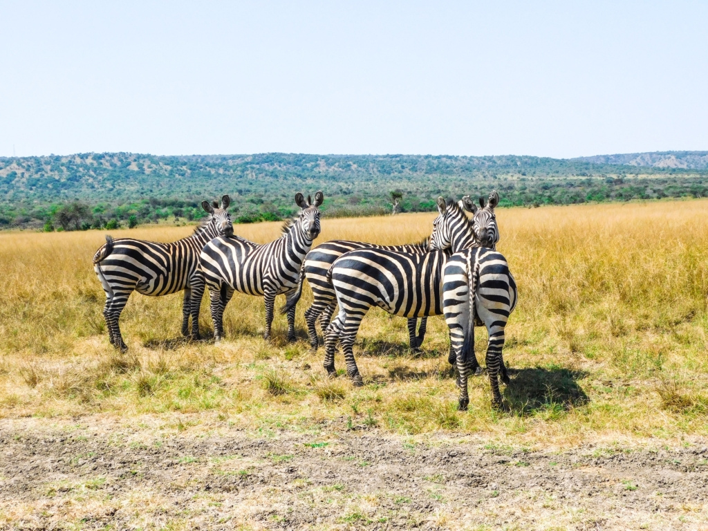 3 days akagera safari – photo 4