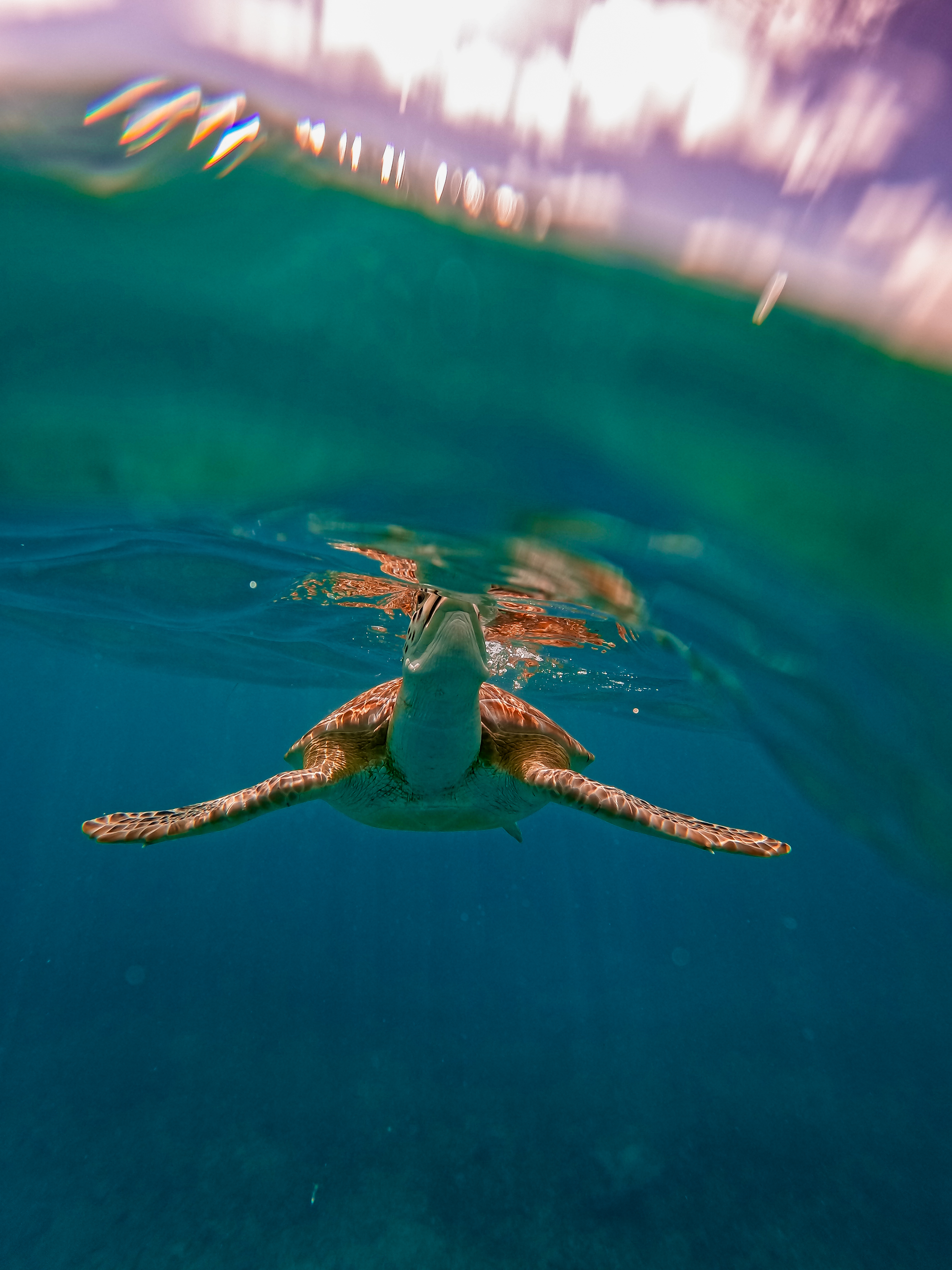 2 horas de Snorkeling en dos puntos del arrecife de Tulum — 45/78