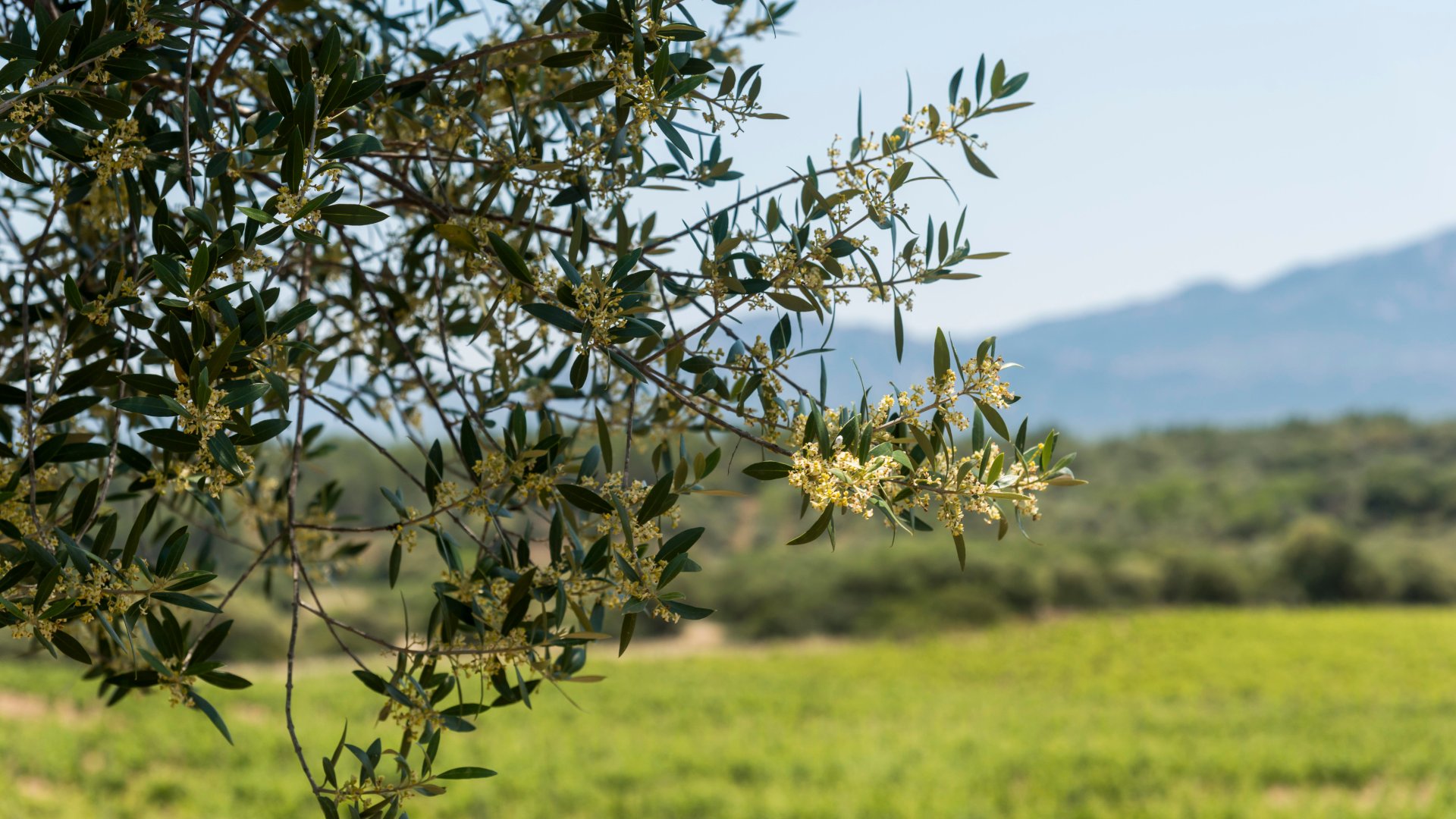 Dorgali: visit of a winery with tasting - Photo 25
