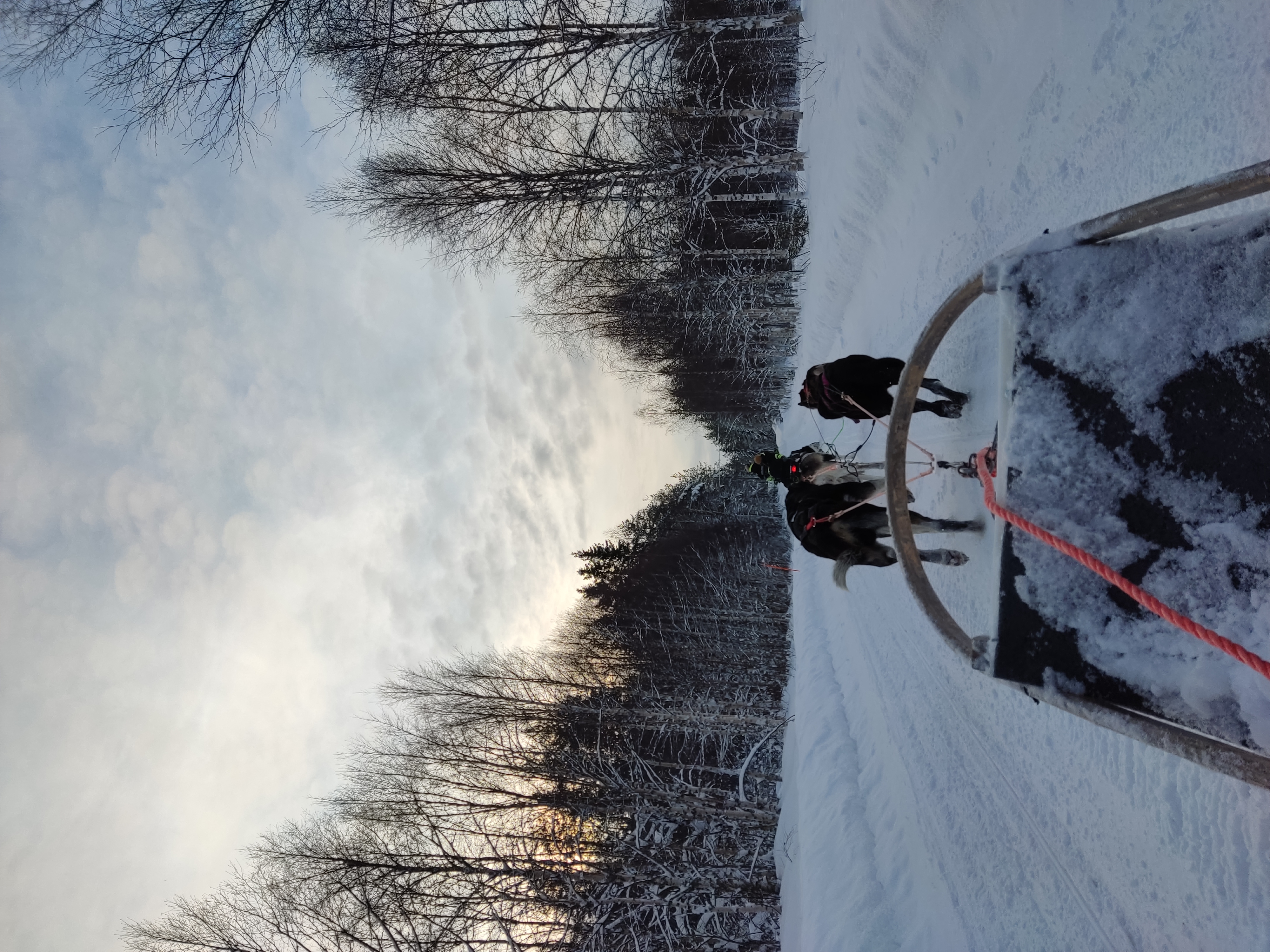 Visita all’Allevamento di Huskies e Safari in Slitta di 2H con Pick-up in Piccolo Gruppo - Alloggi in Rovaniemi