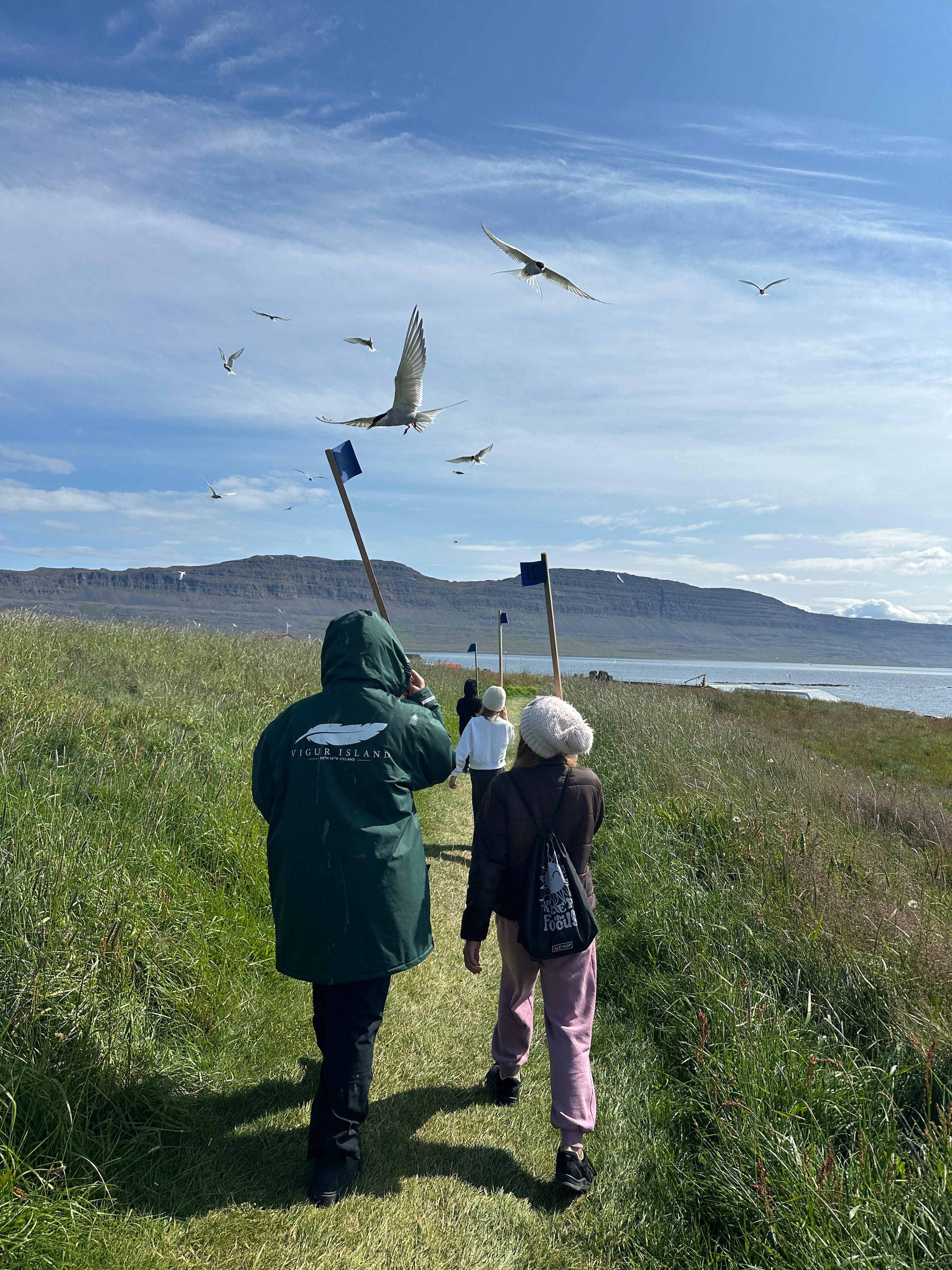 Official Vigur Island Tour (with return boat transfer from Ísafjörður) - photo 20