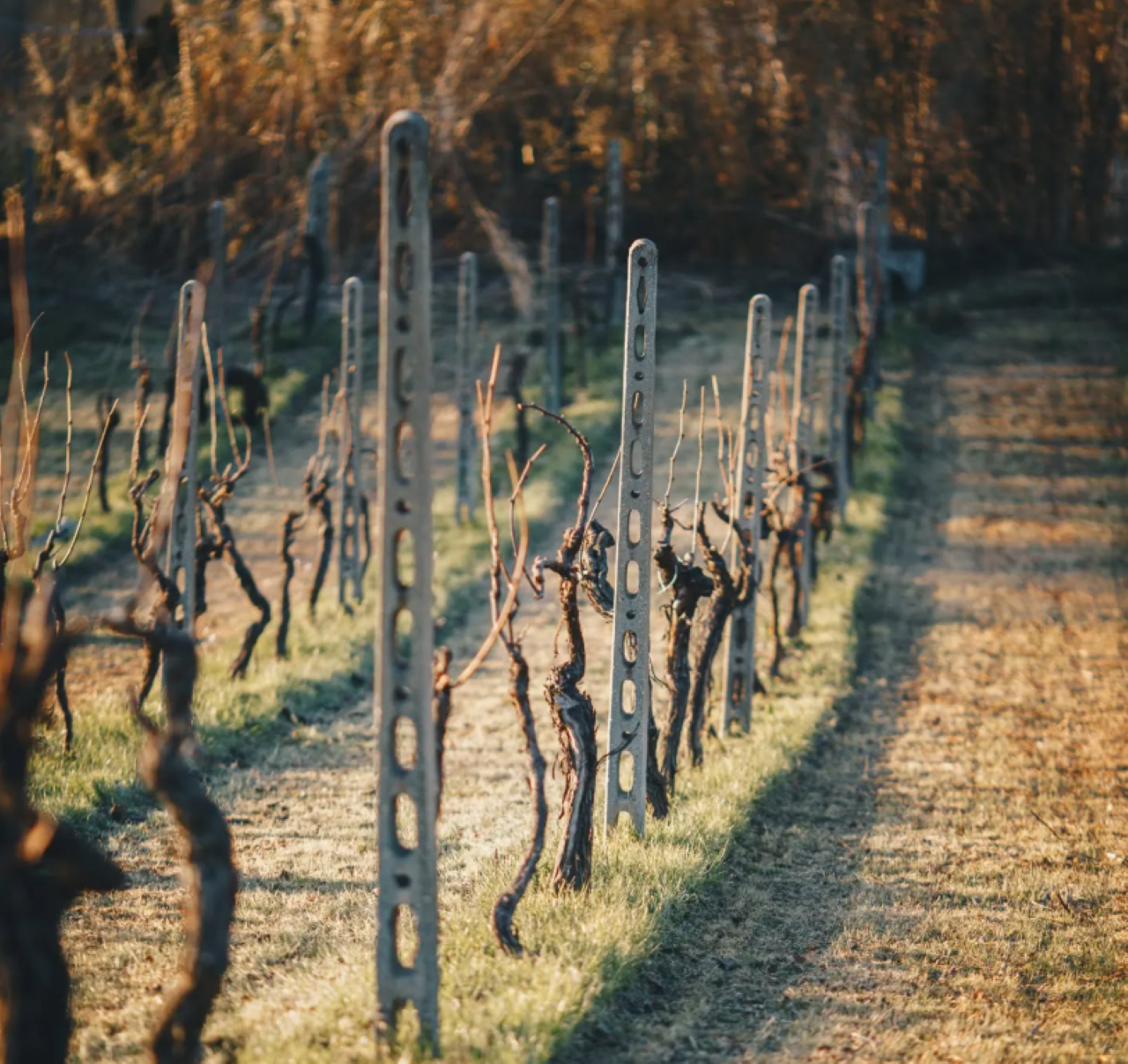 Marche Wines: Explore the Richness of Local Flavors - Photo 2