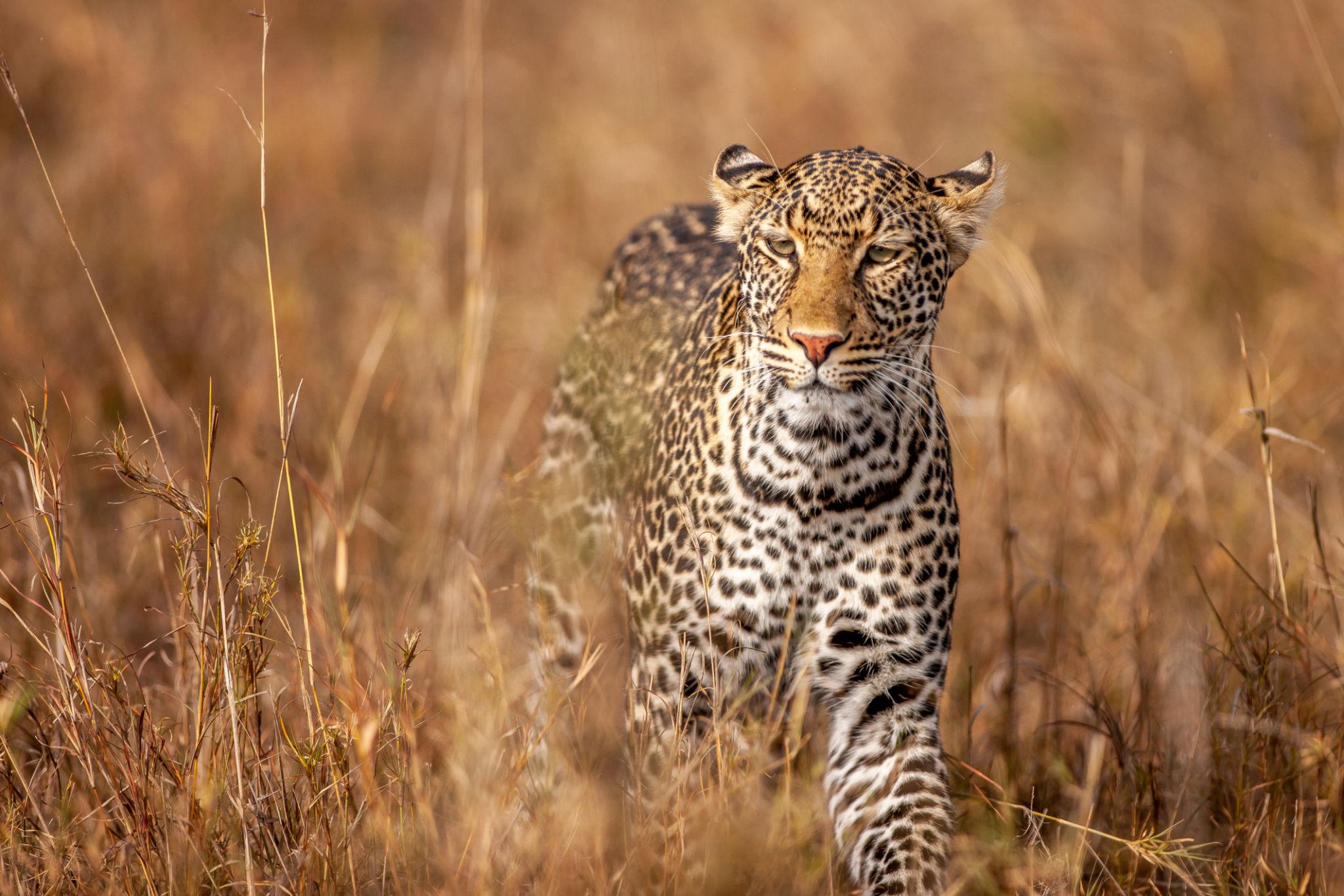 10 Day Kenya Safari Beyond the Ordinary – Big Five, Lakes & Wild Frontiers – photo 3
