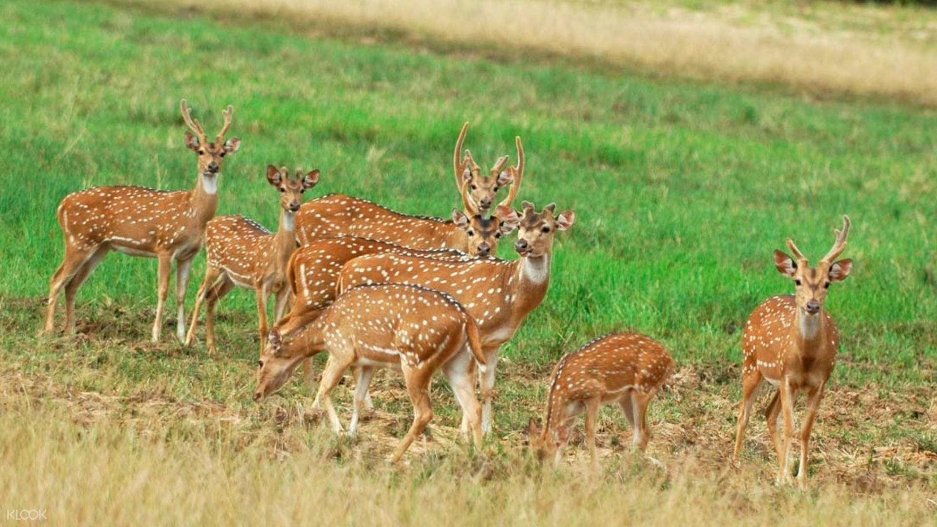 Minneriya National Park Safari from Dambulla