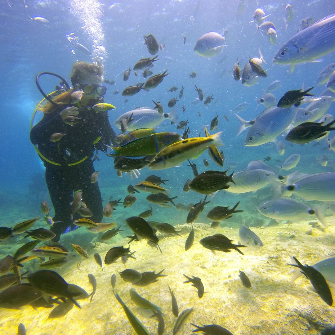 Her Şey Dahil Cancún: Dalış & Yat 51¨Leopard Ofis 10 saat