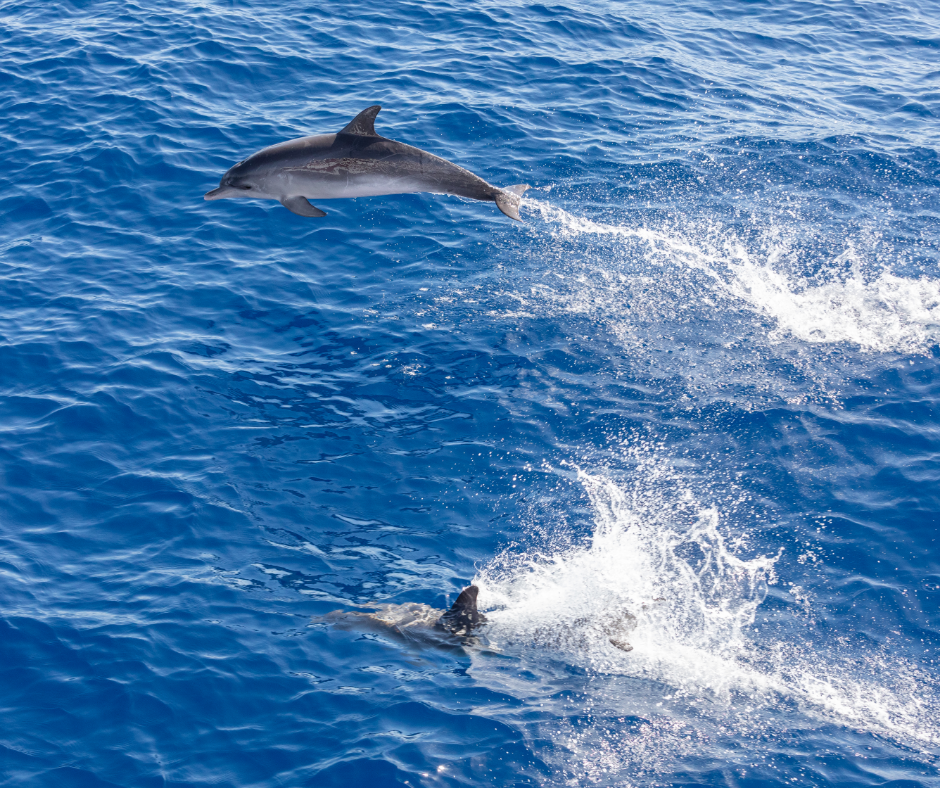 Teide y Delfines, un día mágico! - Photo 2