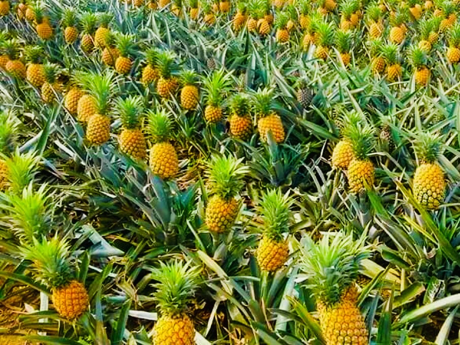 Explore U Minh Thuong Forest and The Bike trip In Pineapple Villages