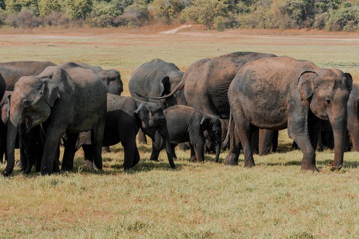 Wildlife and World Heritage Tour from Galle (2 Days)
