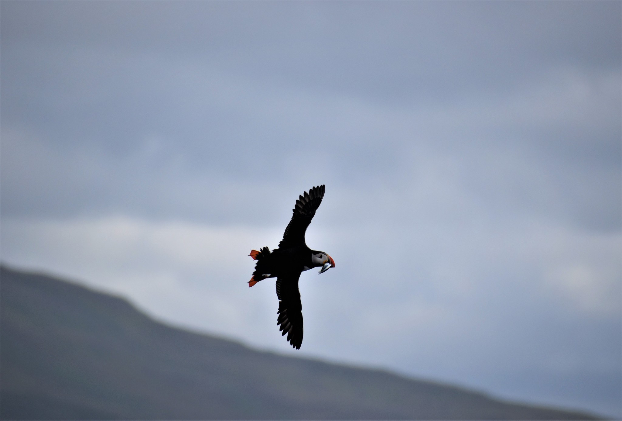 Reykjavík Classic Puffin Watching