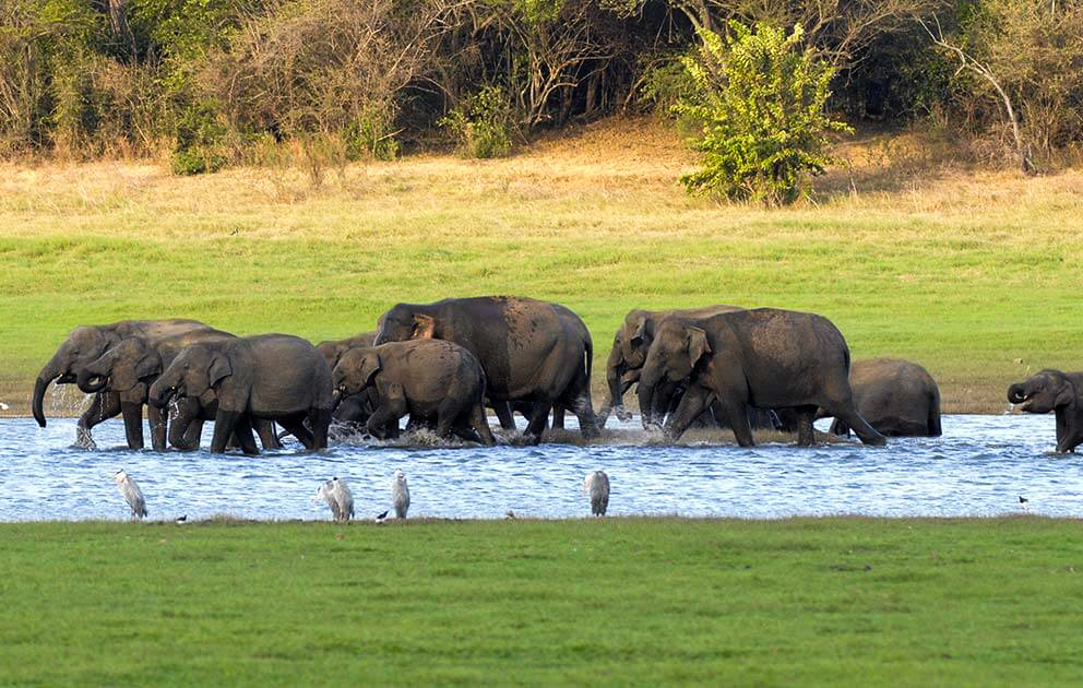 Kaudulla National Park Private Safari with Naturalist