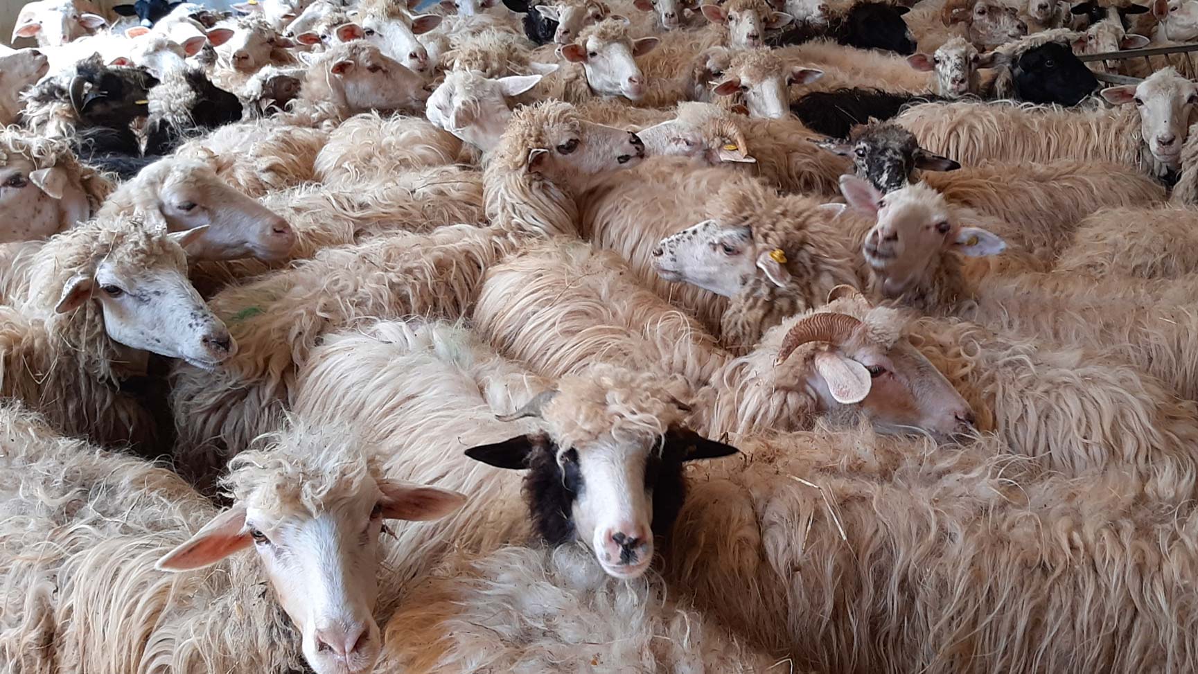 Arzana: Day with a shepherd with lunch in a farm - Photo 3