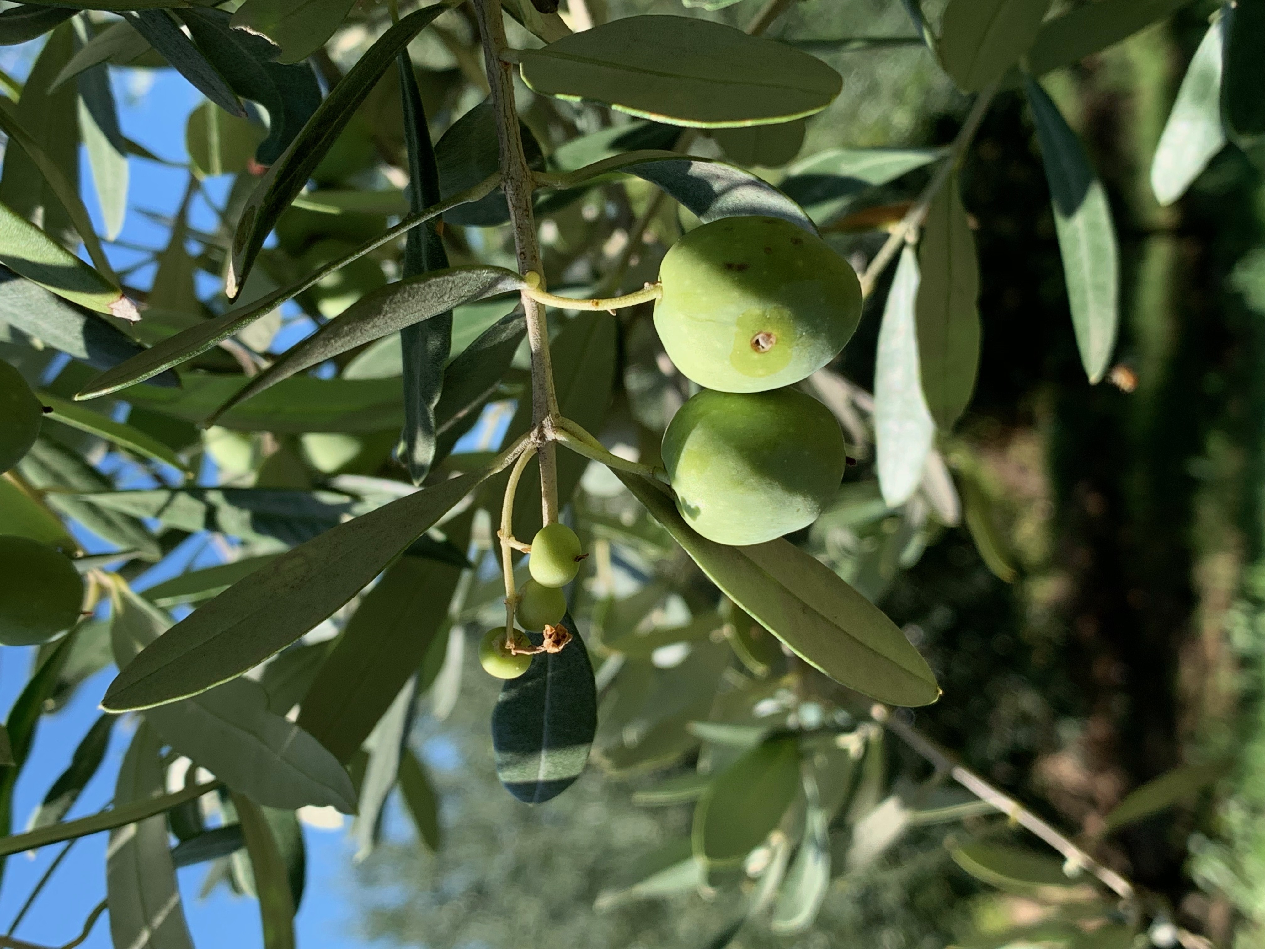 Discover DOP Olive Oil - Photo 8
