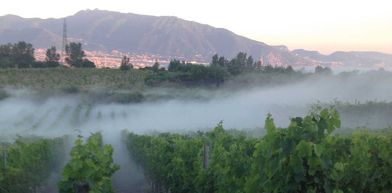 Dinner in the Vineyard at Sunset on the slopes of Vesuvius - Photo 10