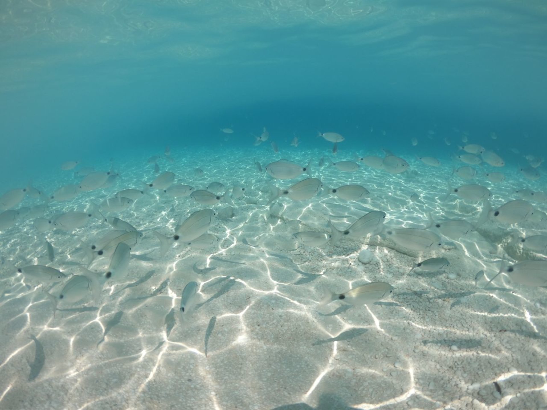 From Cala Gonone: boat trip in the Gulf of Orosei - Photo 6