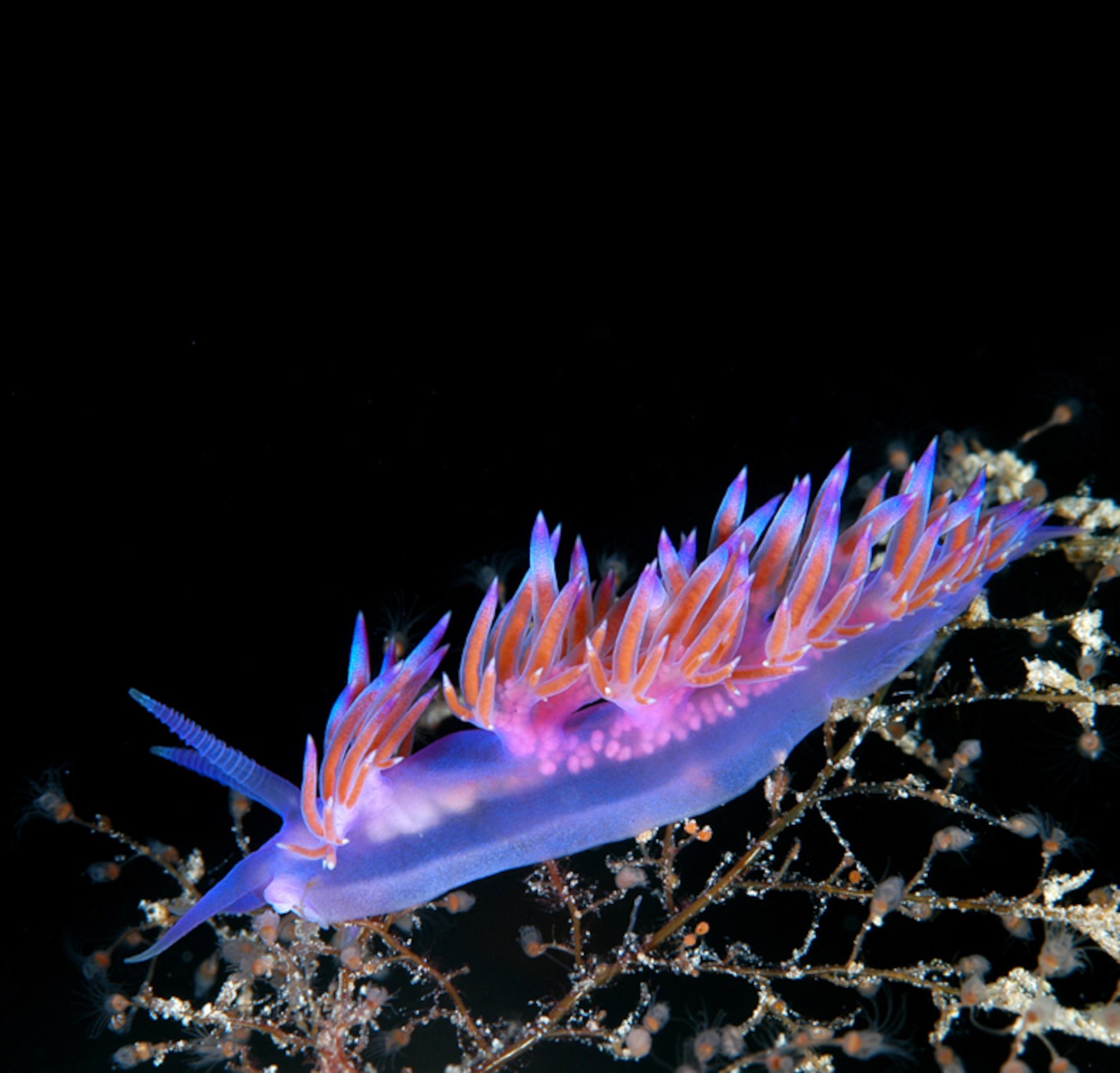 From San Teodoro: diving for professionals in Tavolara and Molara - Photo 2