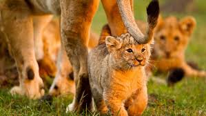 4 días 3 noches safari grupal Maasai Mara en 4x4 desde Nairobi