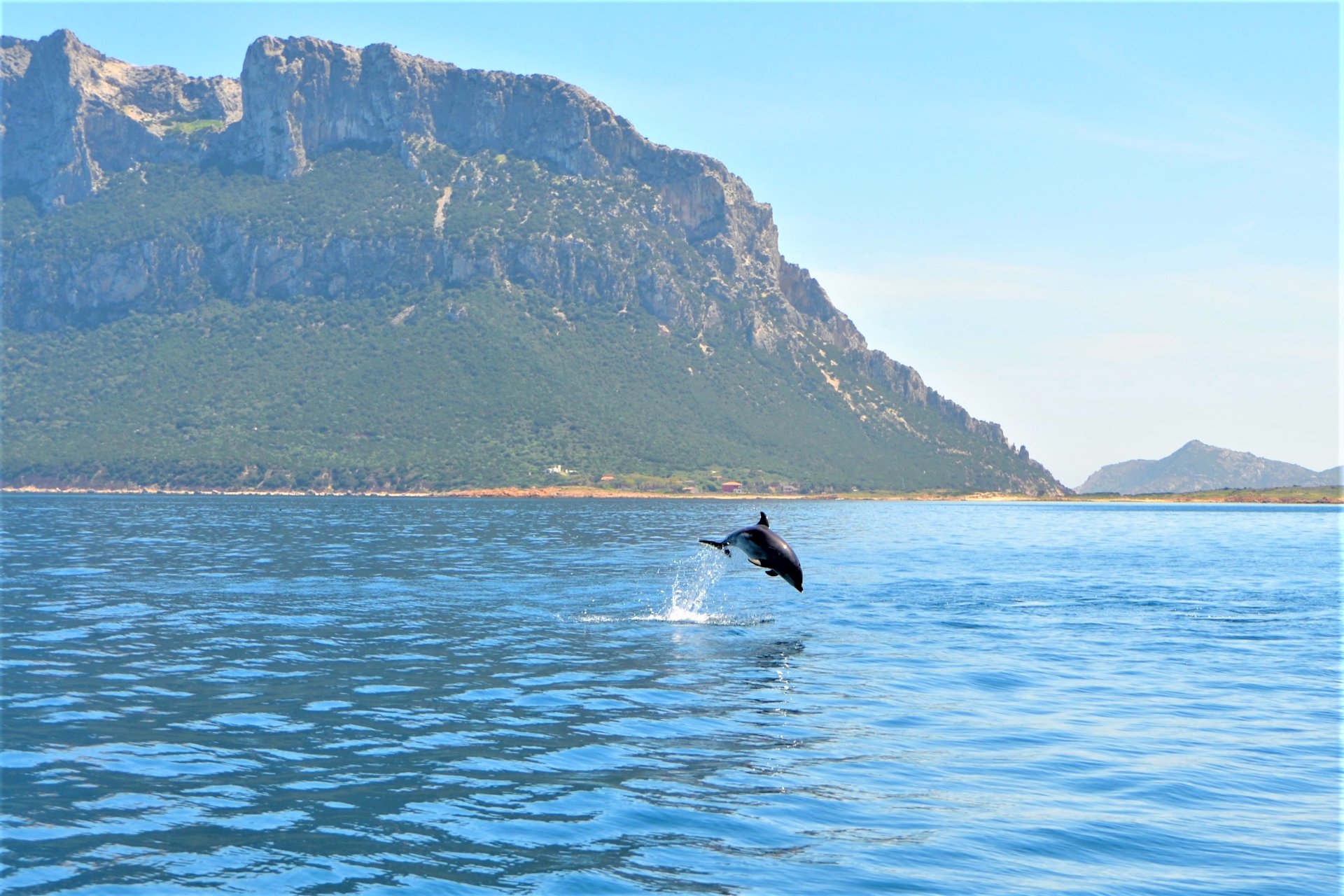 From Olbia: RIB tour to Capo Figari with dolphin sighting - Photo 4