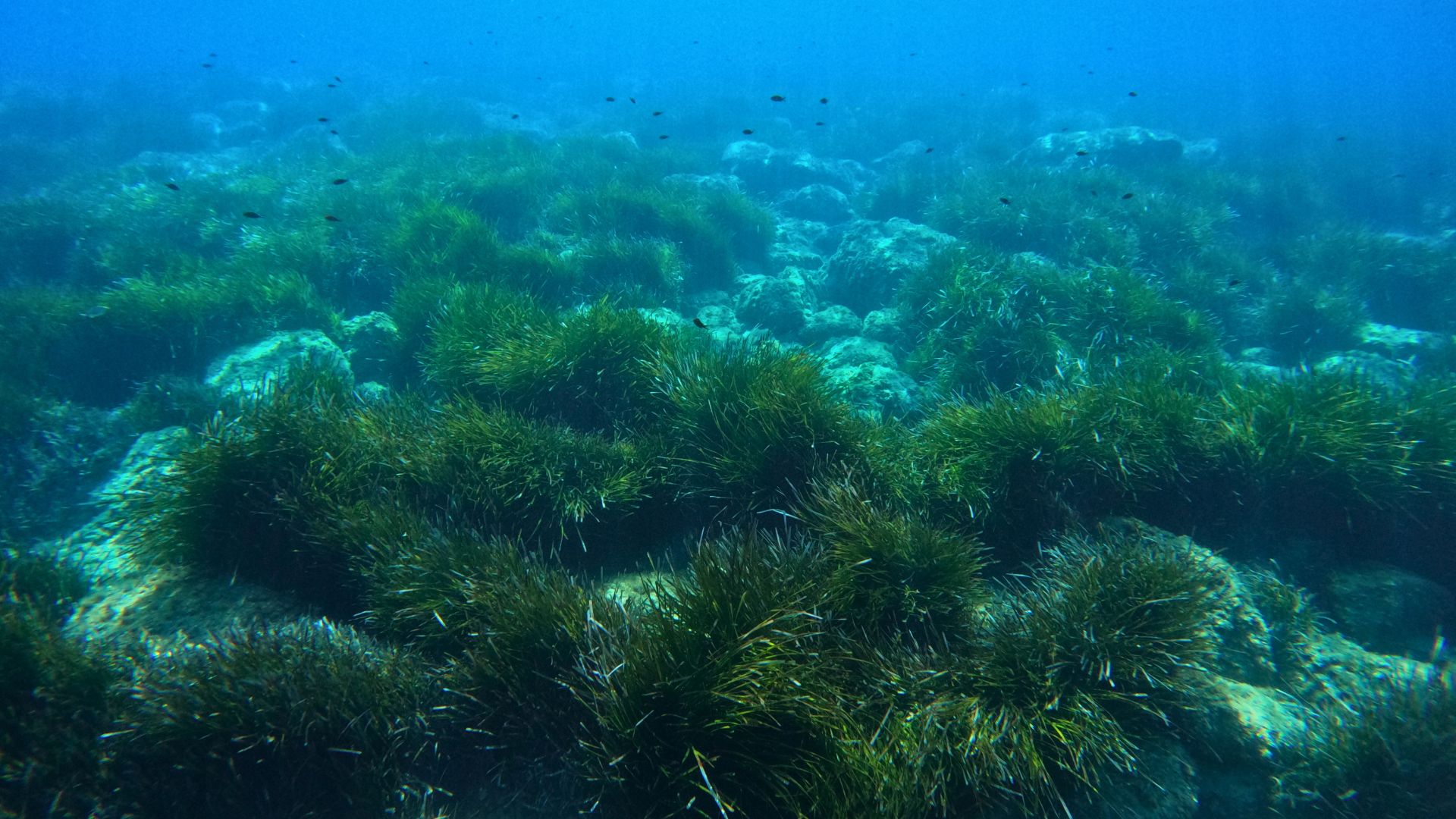 Cala Gonone: snorkeling in the Orosei Gulf - Photo 14