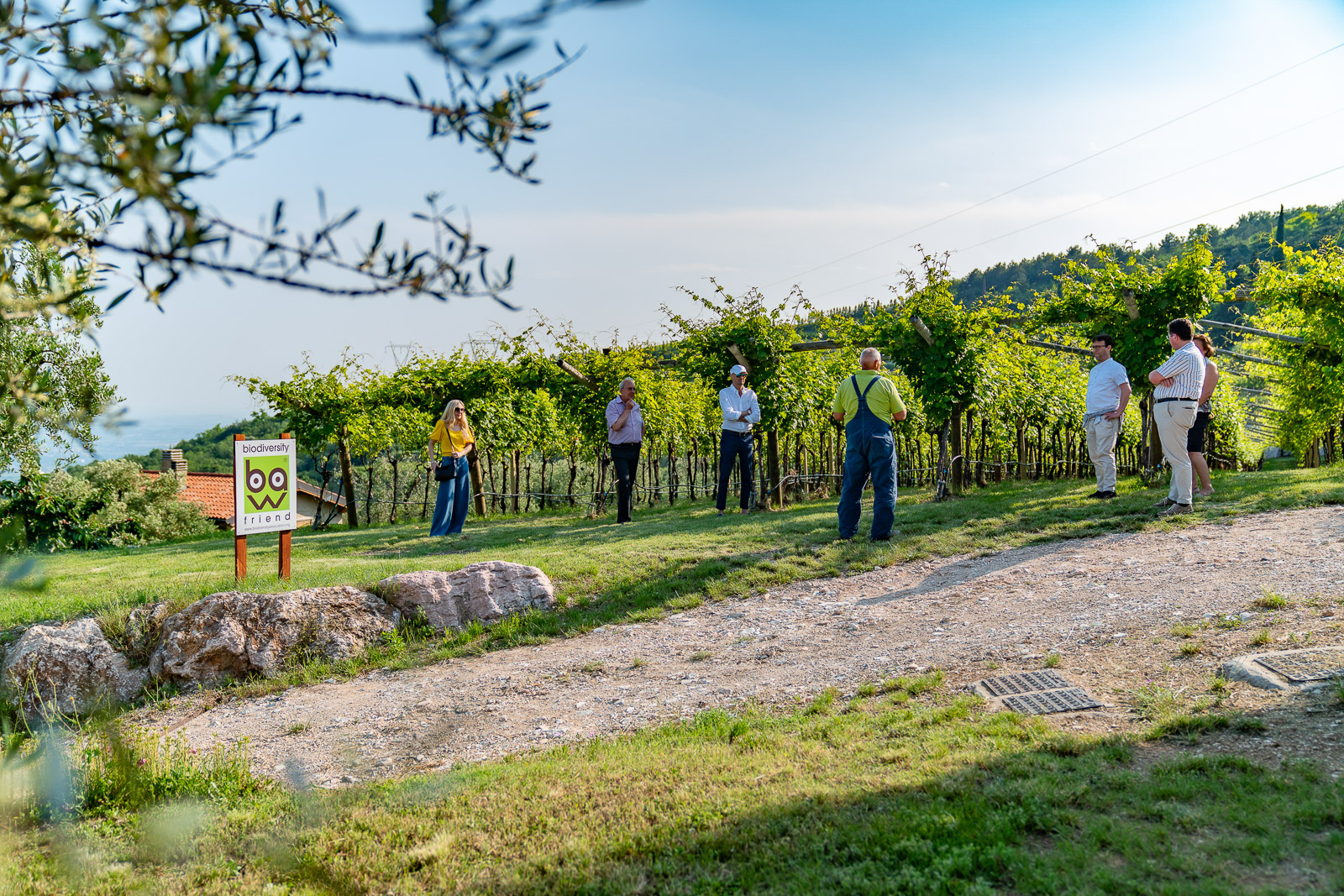 Olive oil tasting on the hills of Valpolicella - Photo 4