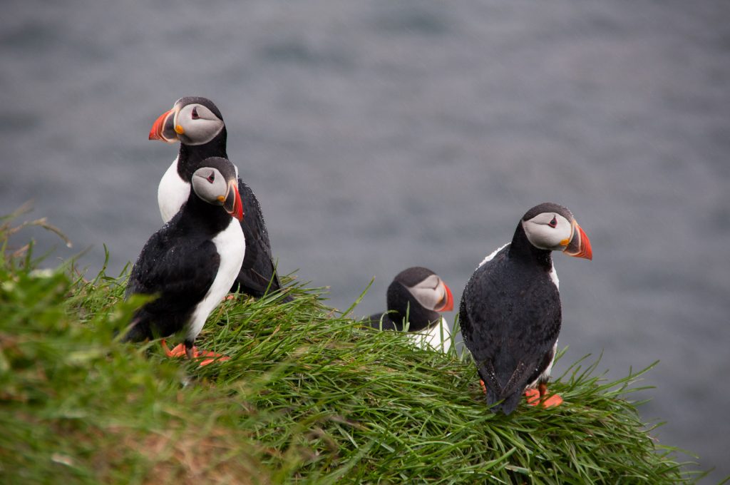Private Tour To Snæfellsnes Peninsula