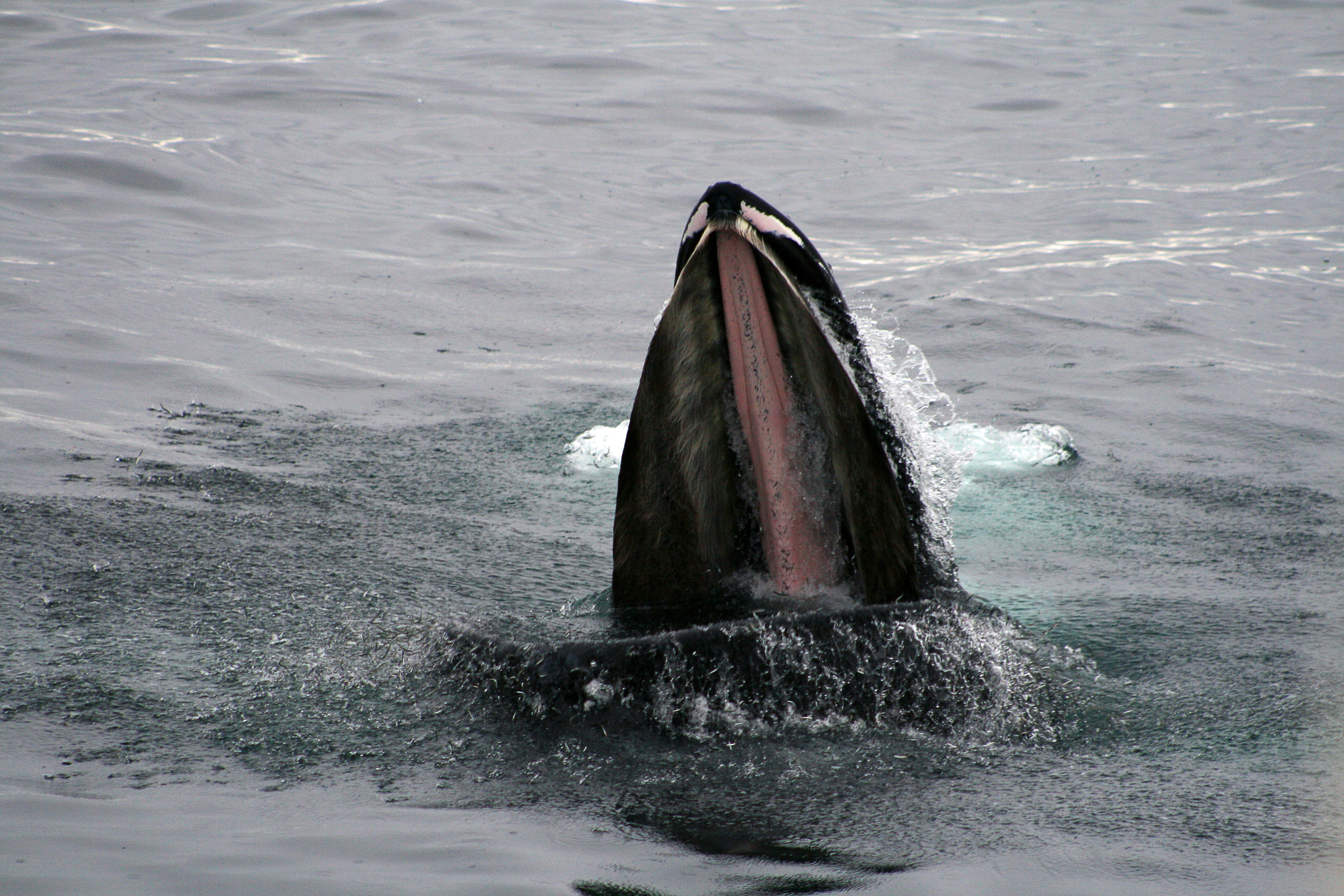 Whales & Horses - photo 9