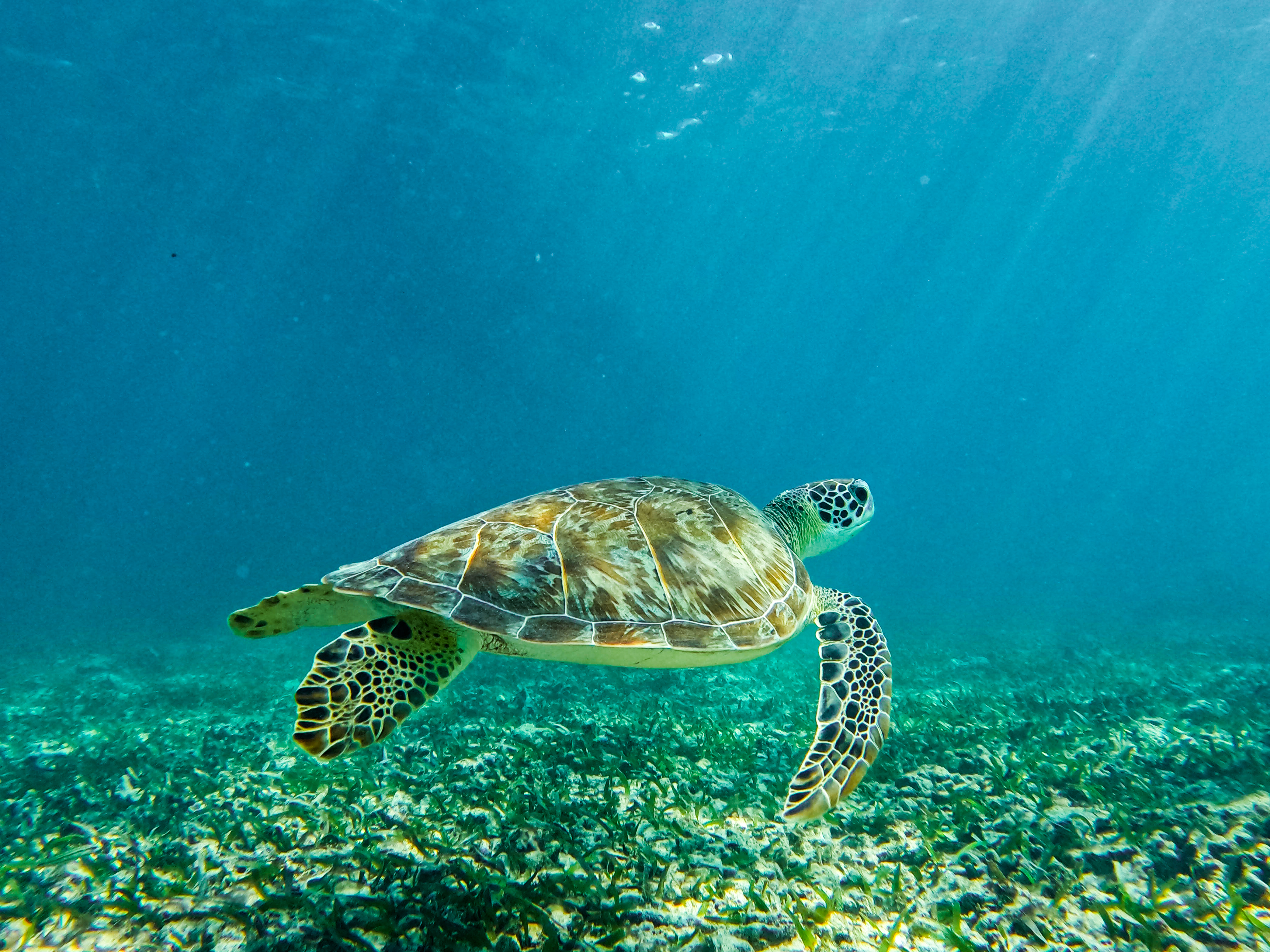 1.5 hours Snorkeling at Tulum's paradise reef — 29/92