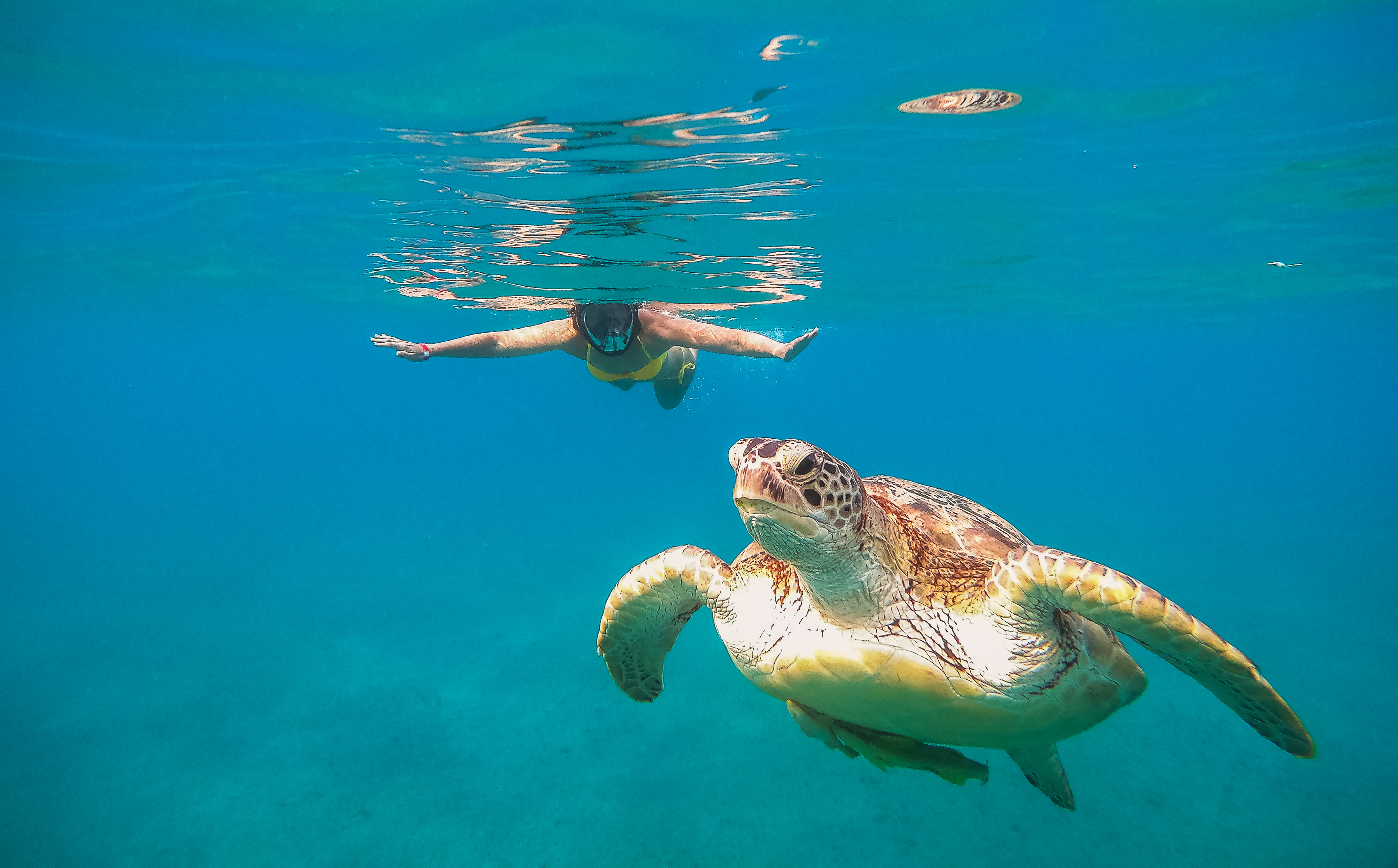 Encuentro con tortugas y esnórquel en el arrecife en Akumal 3