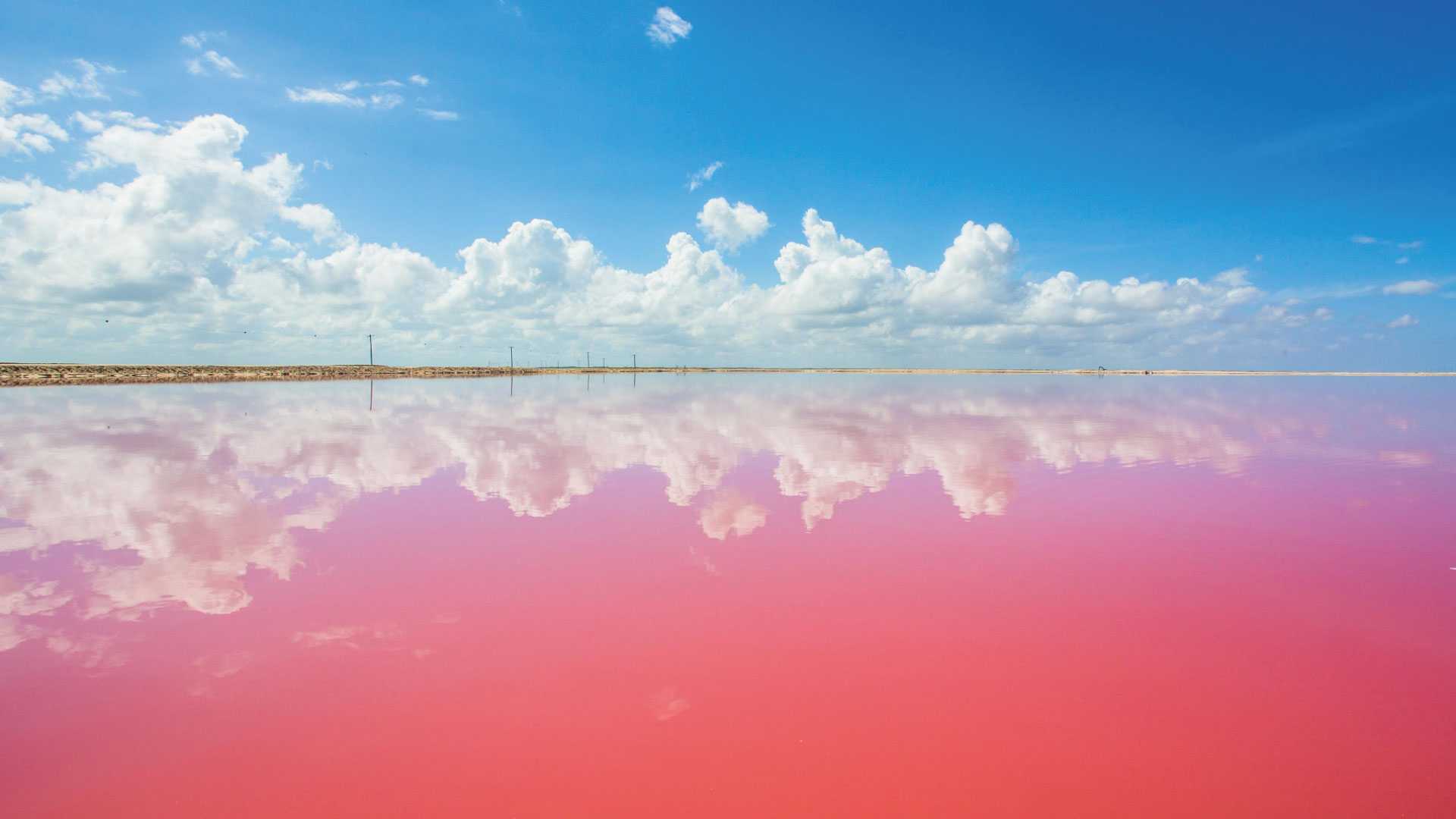 Excursion a las Coloradas y Río Lagartos — 6/17