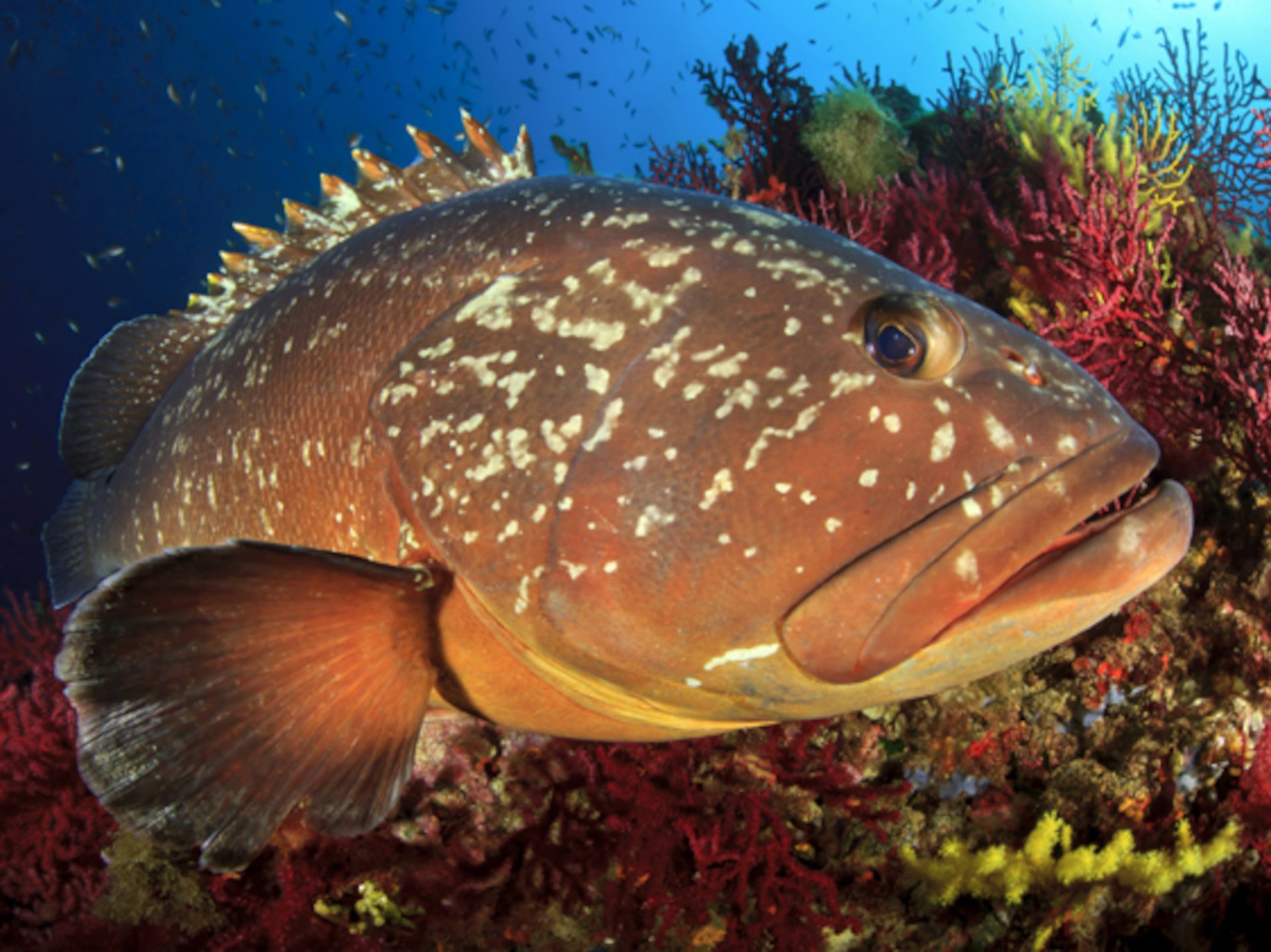 From San Teodoro: diving for professionals in Tavolara and Molara - Photo 6
