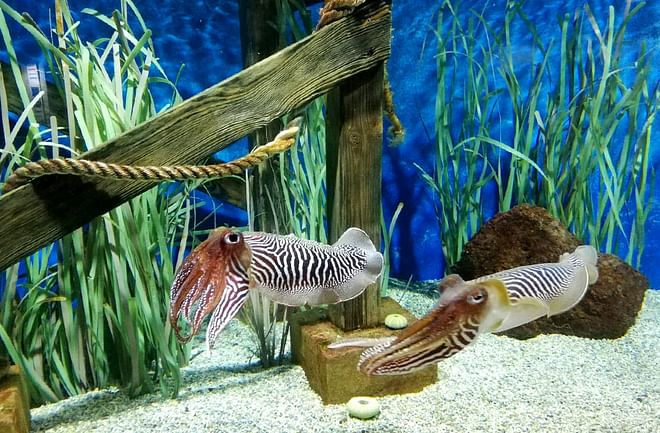 Entradas al Aquarium Lanzarote en Costa Teguise