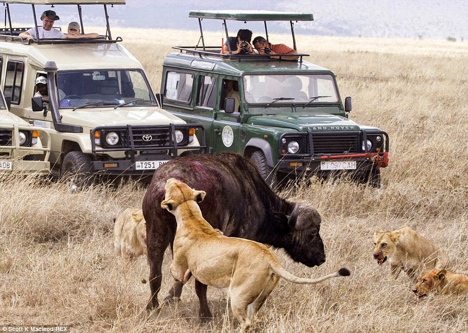 8 días de safari africano por Masai Mara, lago Manyara, Ngorongoro y Serengeti - Foto 4