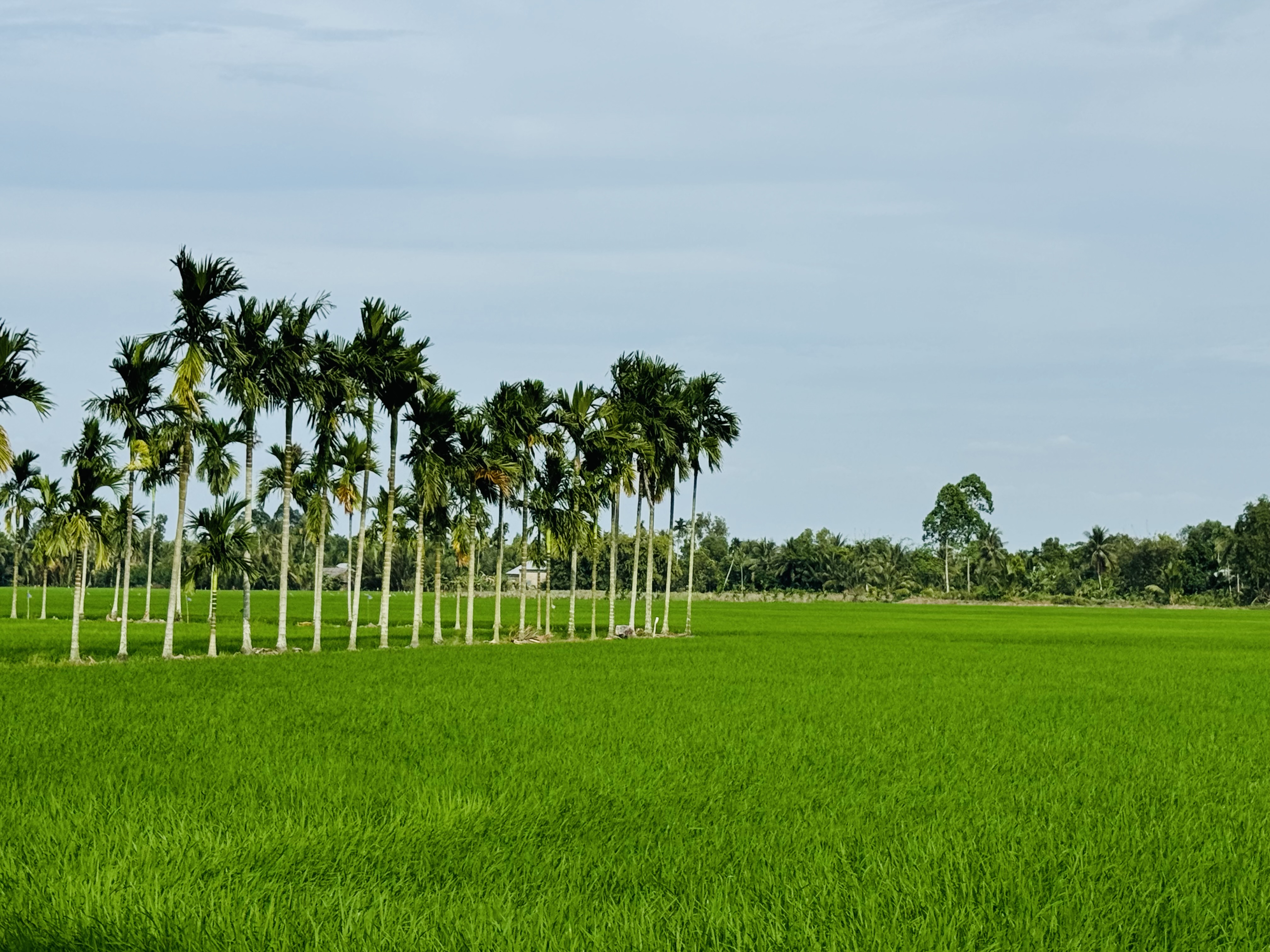 Explore U Minh Thuong Forest and The Bike trip In Pineapple Villages