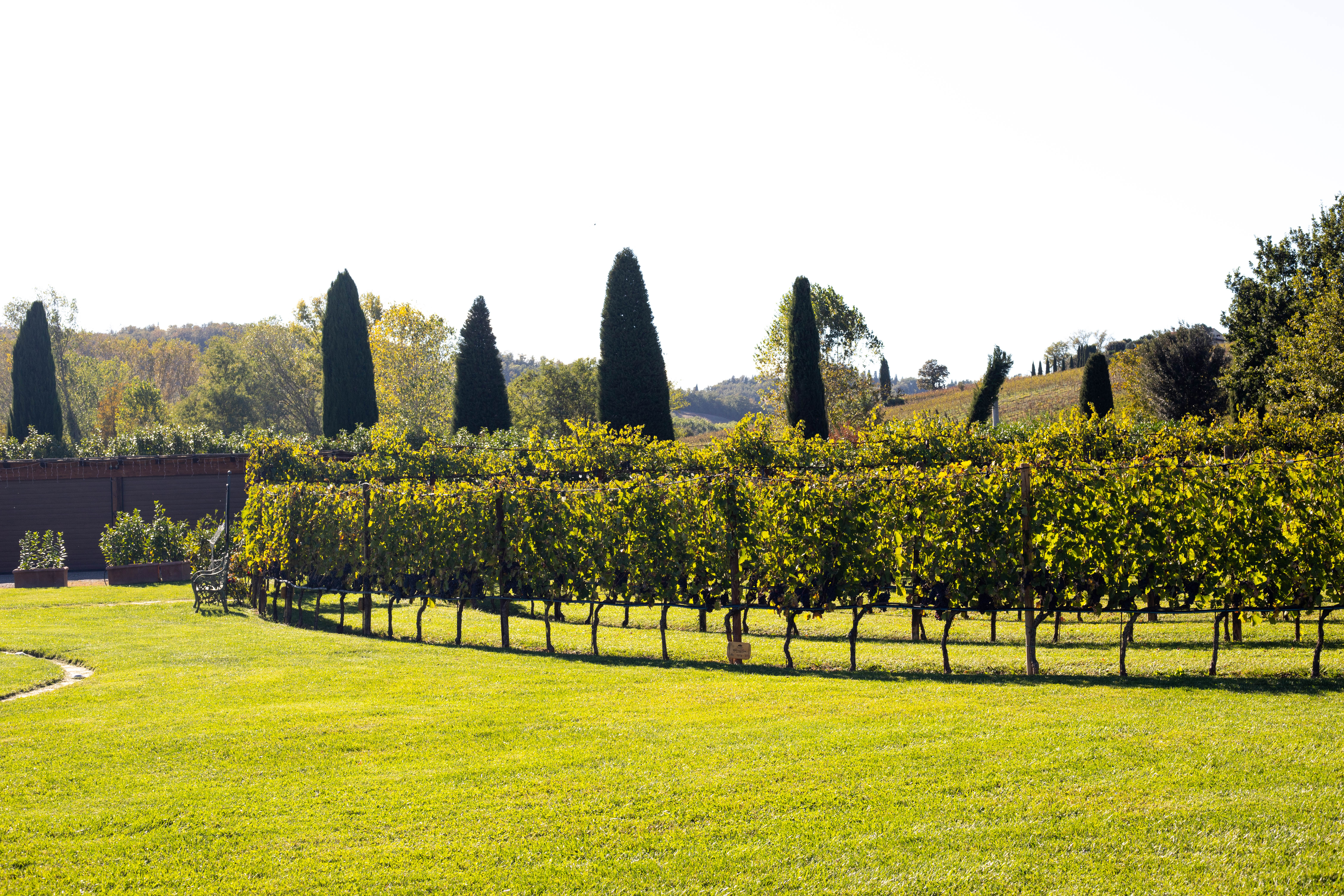 Chianti Half day Wine tour from Florence - Photo 27