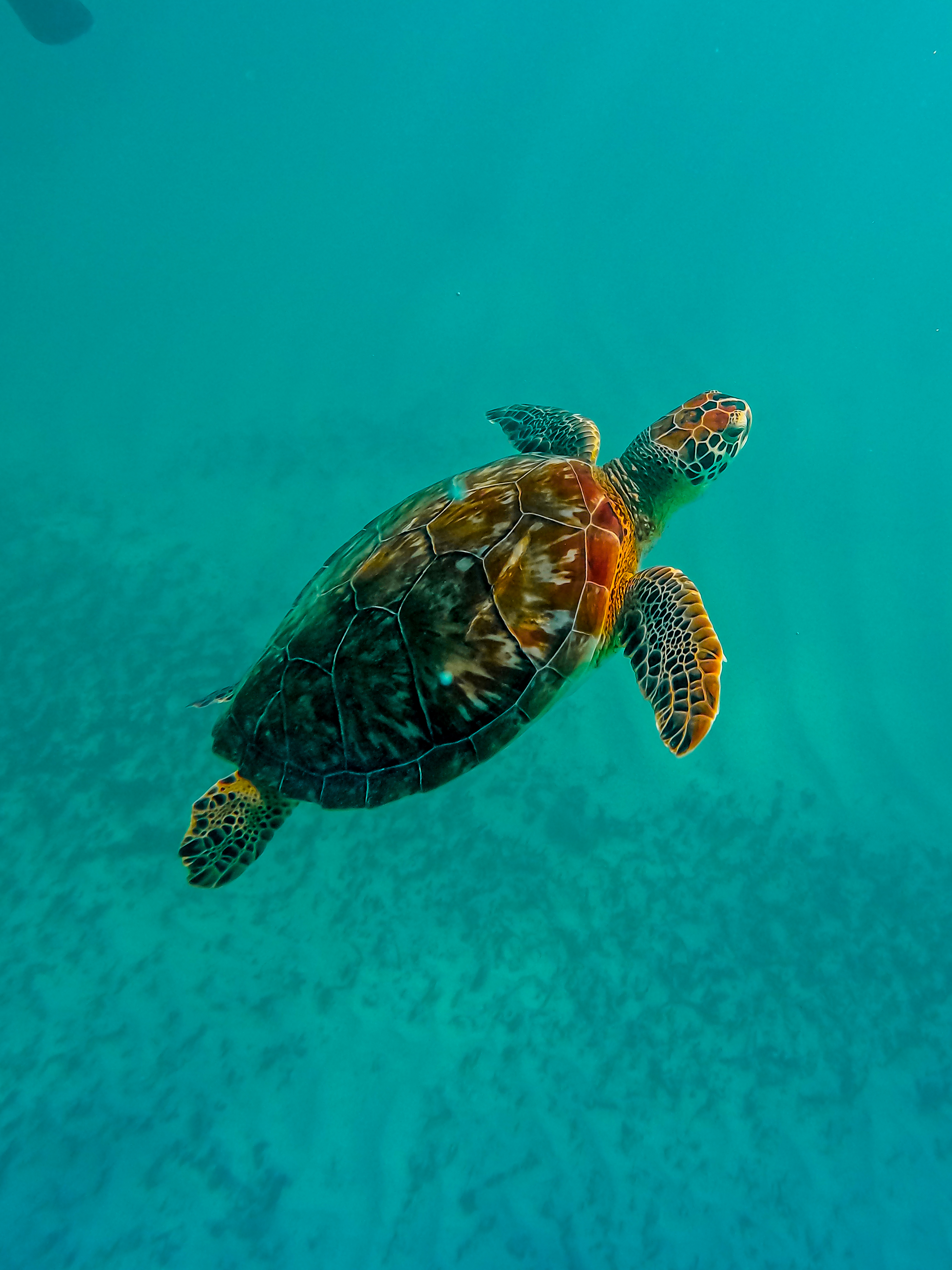 1.5 hours Snorkeling at Tulum's paradise reef — 41/92