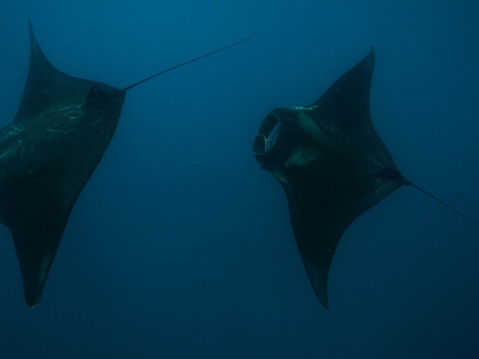 Encuentro con el tiburón ballena - Foto 3