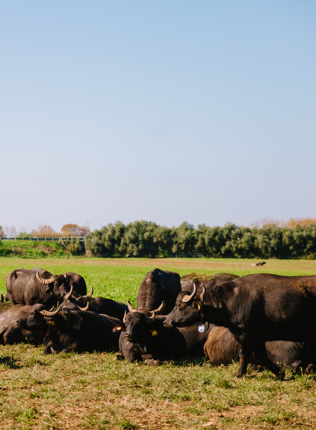 Vannulo Buffalo Farm & Paestum Archaeological Park Private Tour 
