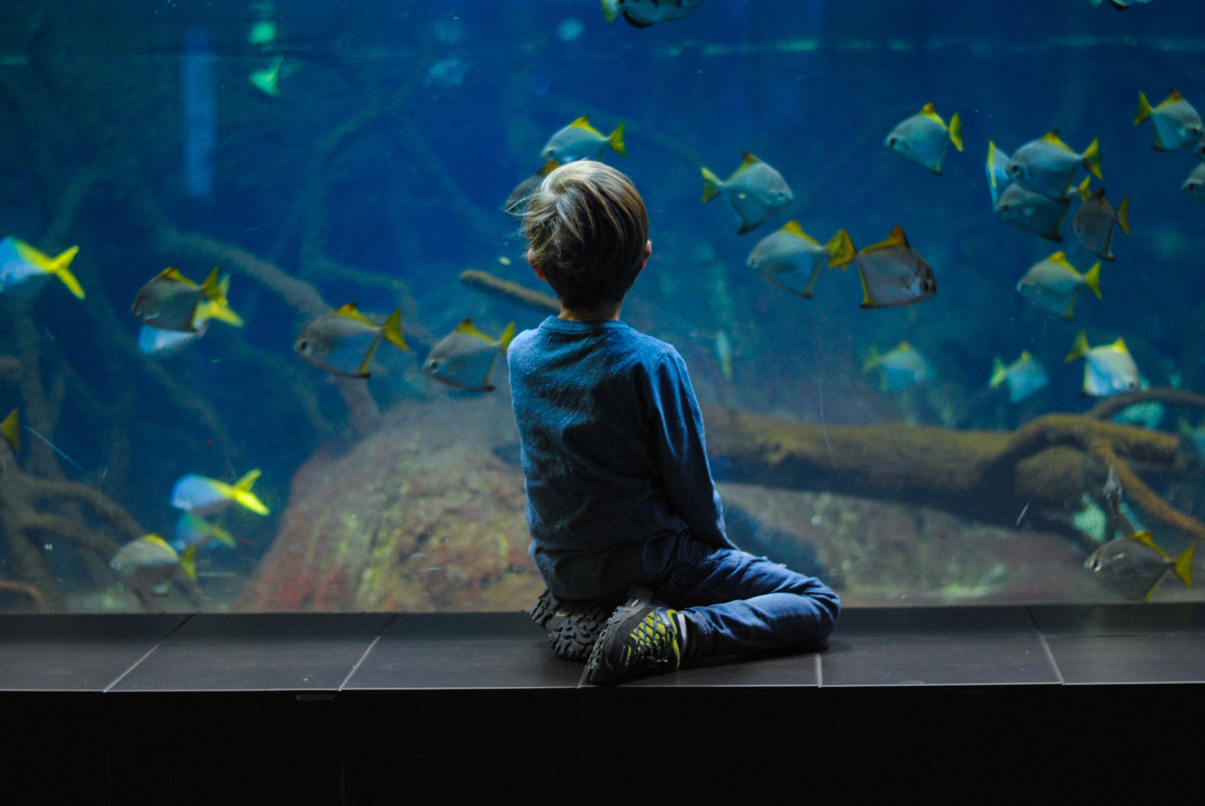 Boleto de entrada al Acuario Nacional de Malta